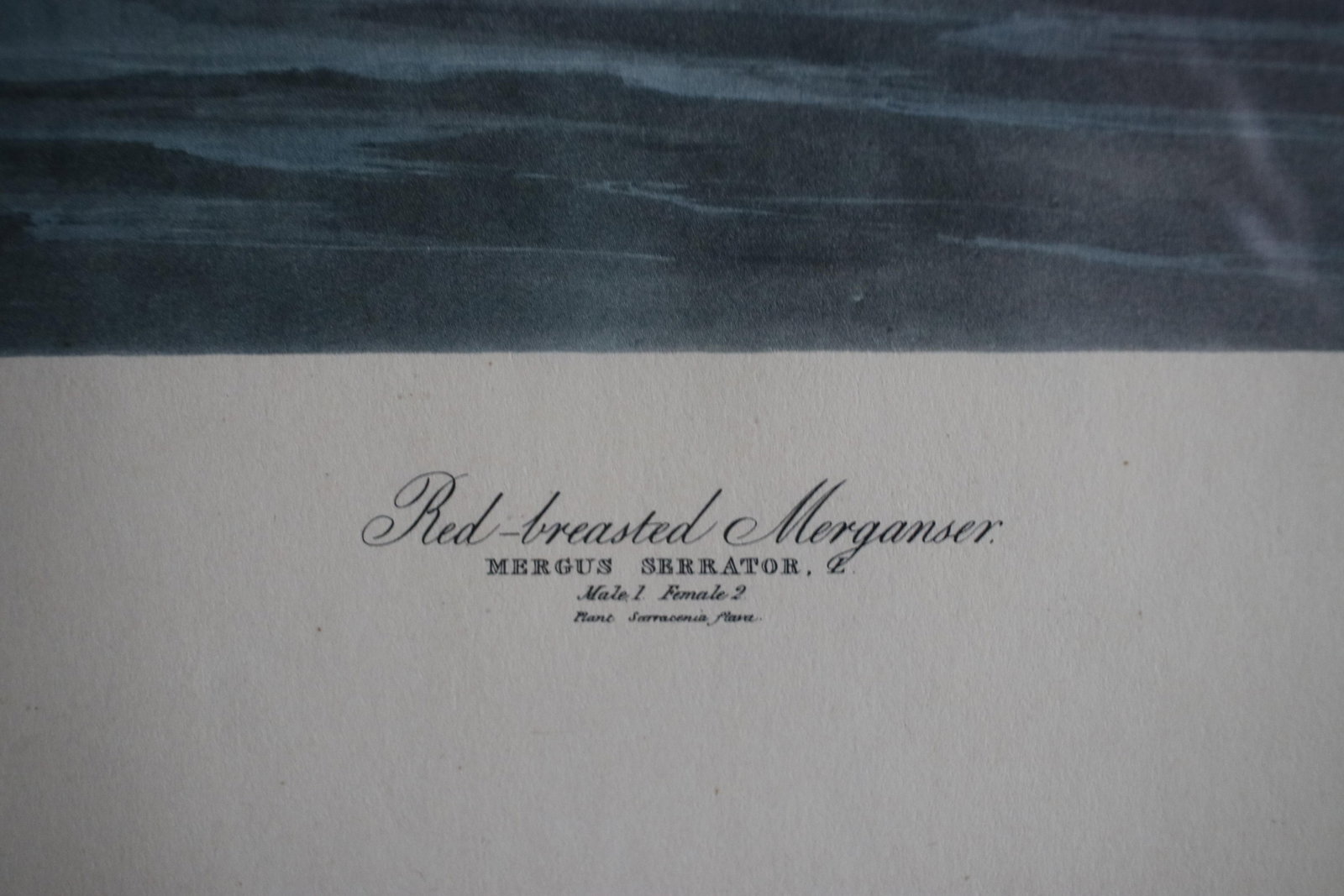 Mid-Century Lithograph of Audubon's "Red Breasted Merganser," in Dark Wood Frame - 2