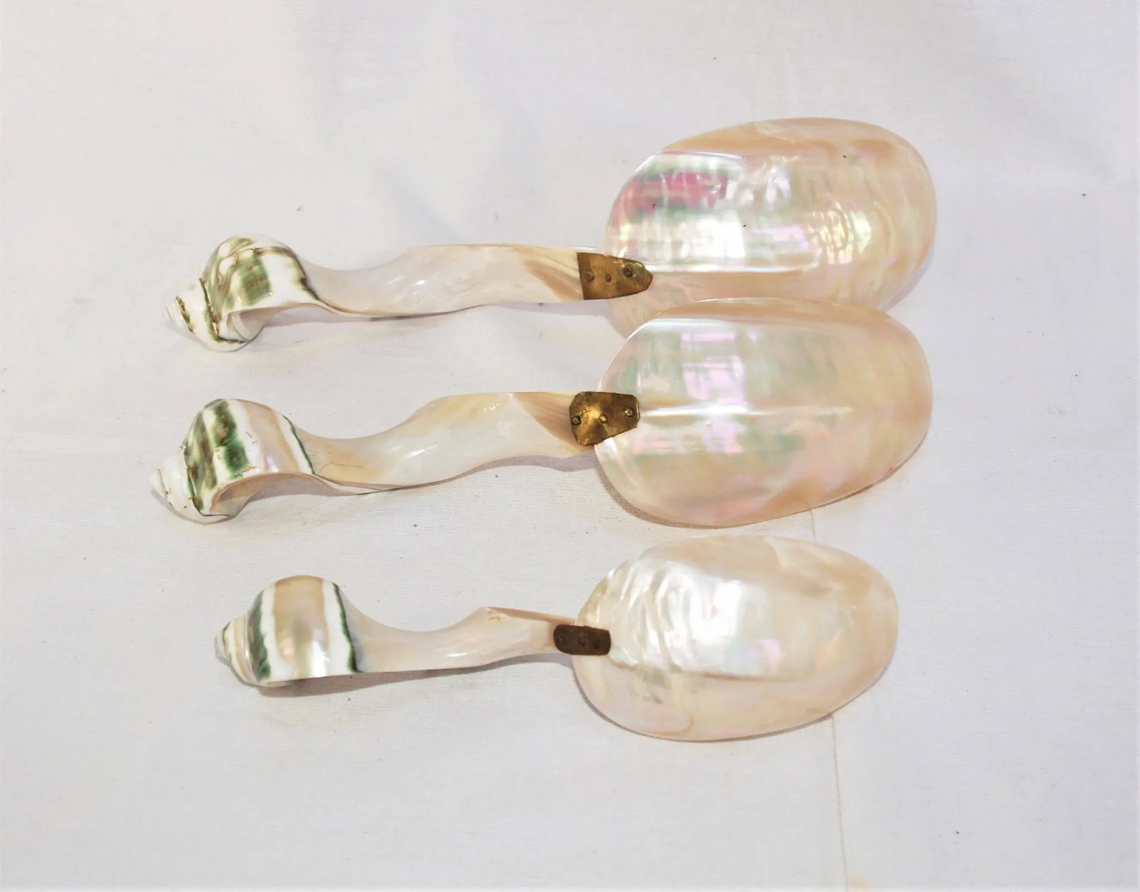 Set of 3 Large Turbo Marmoratus Shell Serving Spoons - 3
