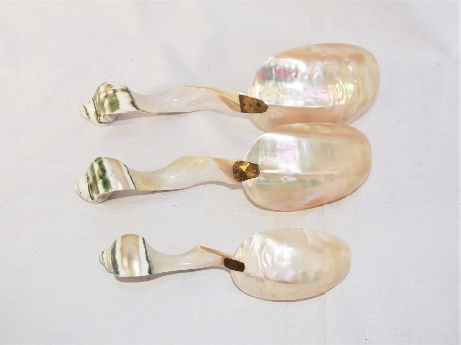 Set of 3 Large Turbo Marmoratus Shell Serving Spoons - 5