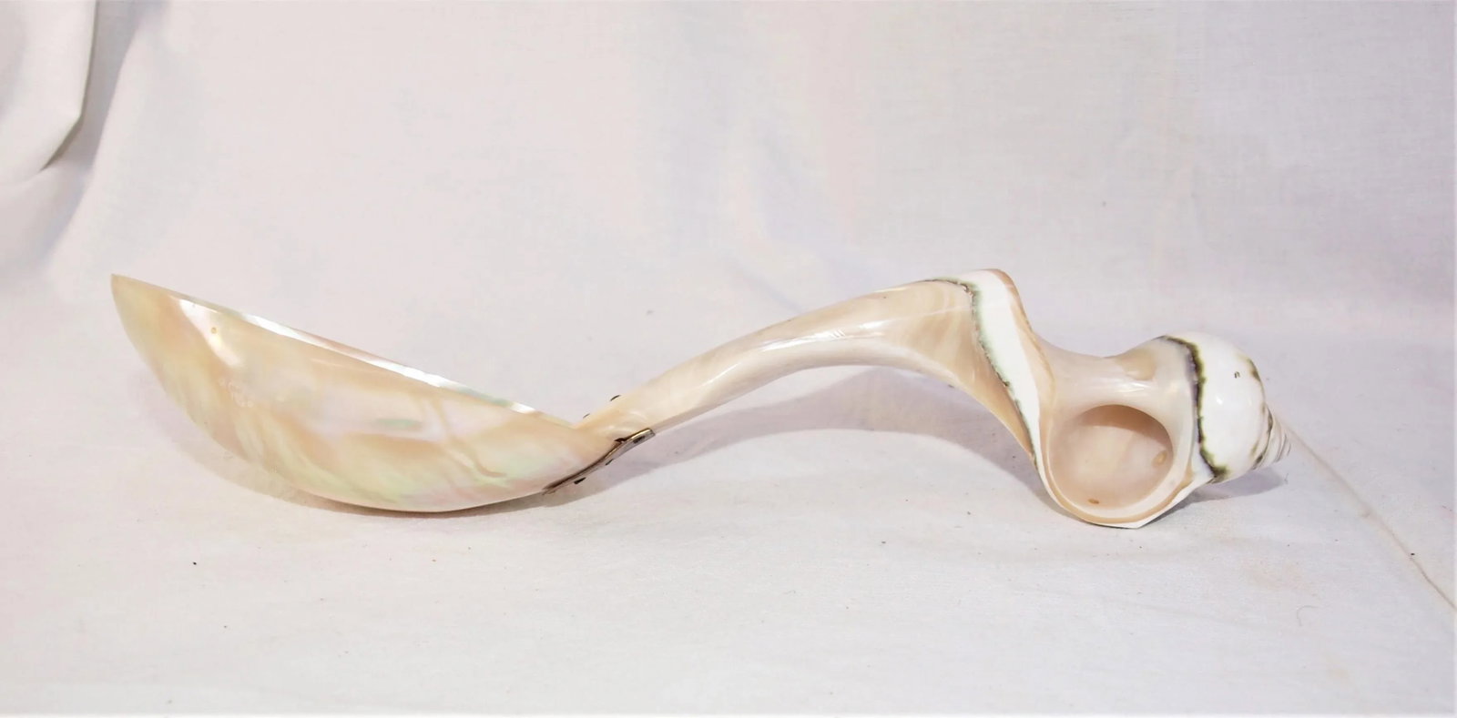 Set of 3 Large Turbo Marmoratus Shell Serving Spoons - 8