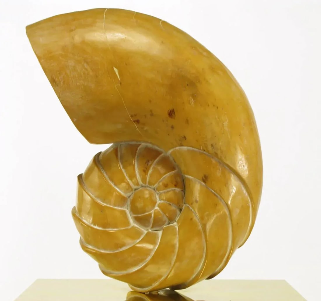 Carved Wood Ammonite Shell Sculpture on Brass Pedestal - 8