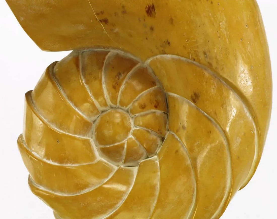 Carved Wood Ammonite Shell Sculpture on Brass Pedestal - 9