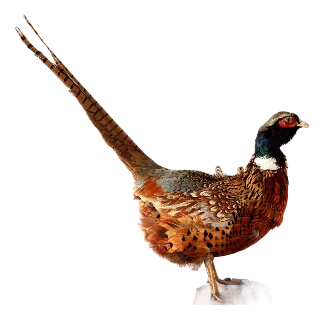Mid 20th Century Taxidermy Ring-Neck Pheasant: Vintage taxidermy pheasant mounted on a carved wood base. This beautifully preserved ring-necked pheasant features vibrant natural plumage in rich copper, russet, and black tones, with impressive tail