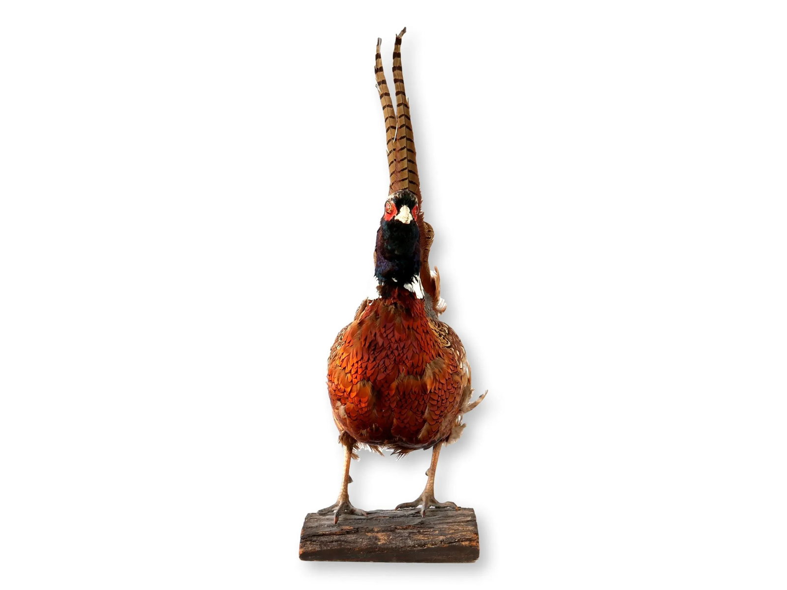 Mid 20th Century Taxidermy Ring-Neck Pheasant - 2
