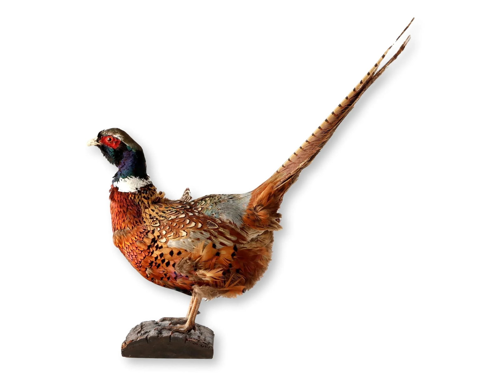 Mid 20th Century Taxidermy Ring-Neck Pheasant - 3