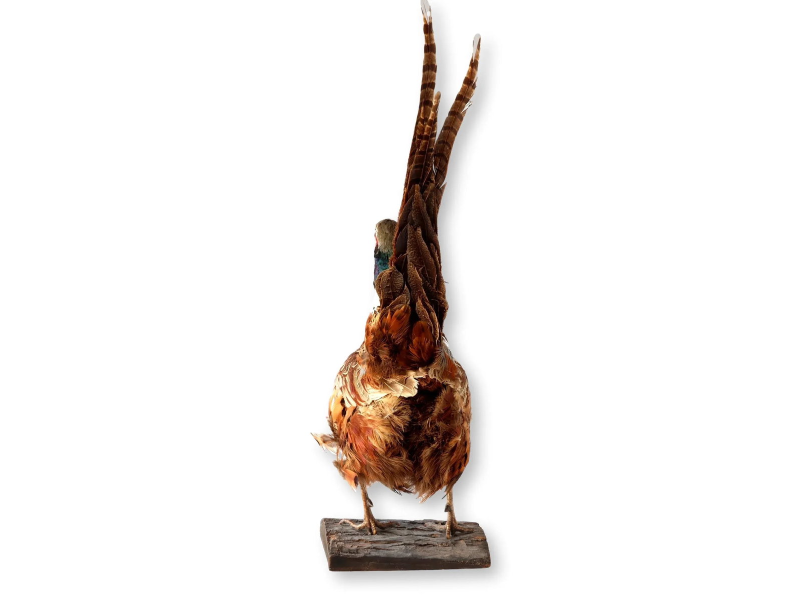 Mid 20th Century Taxidermy Ring-Neck Pheasant - 4