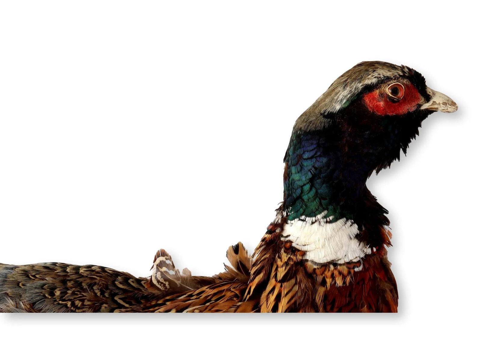 Mid 20th Century Taxidermy Ring-Neck Pheasant - 5