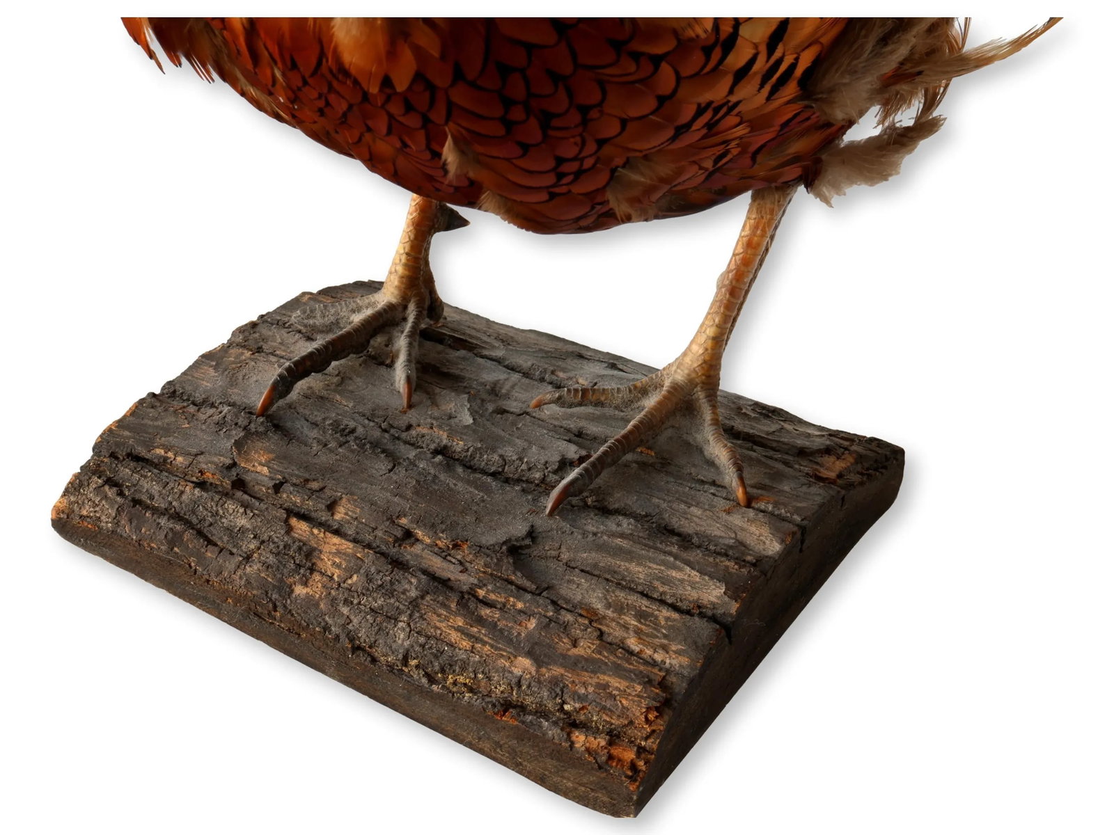 Mid 20th Century Taxidermy Ring-Neck Pheasant - 6