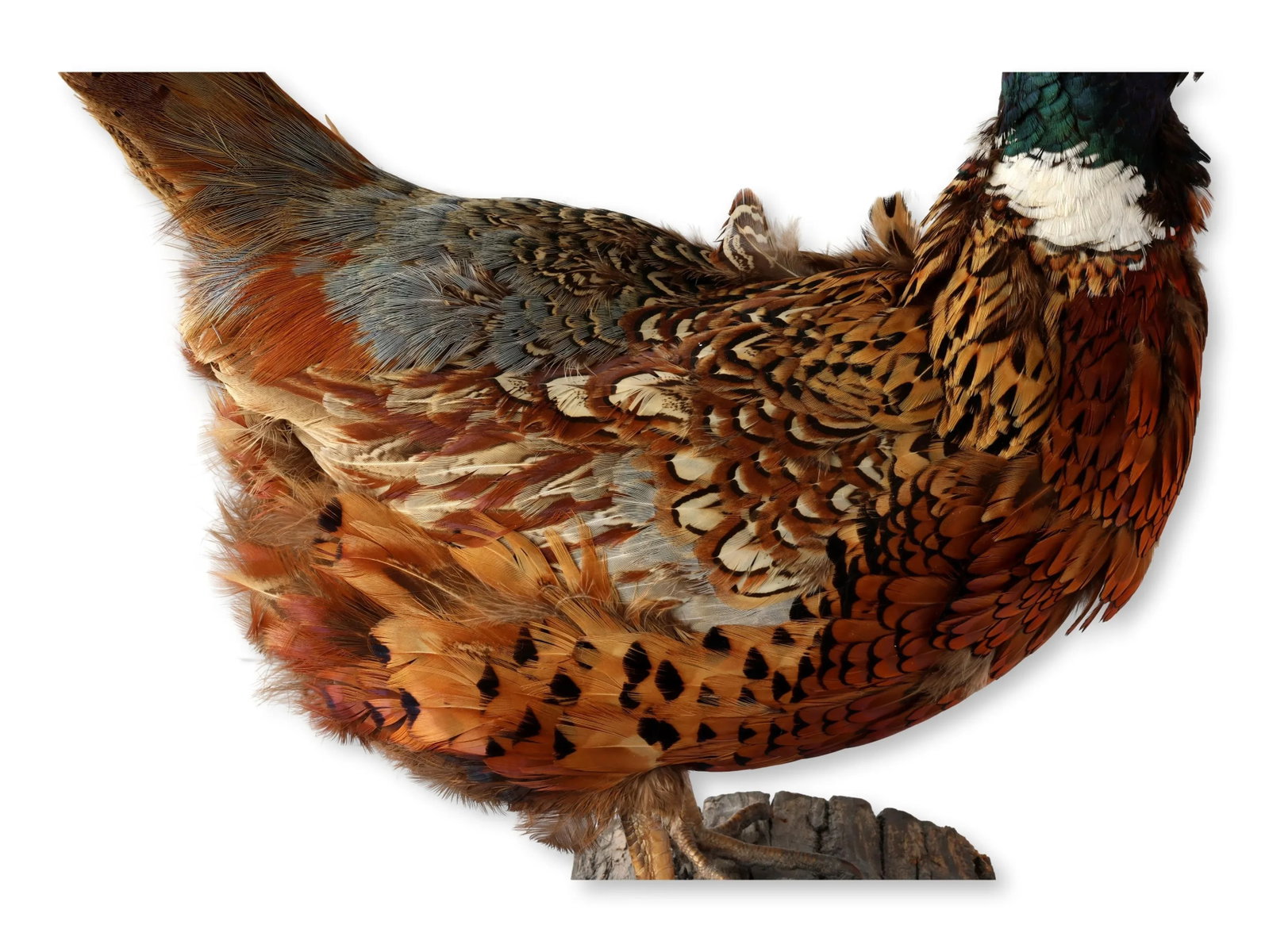 Mid 20th Century Taxidermy Ring-Neck Pheasant - 7