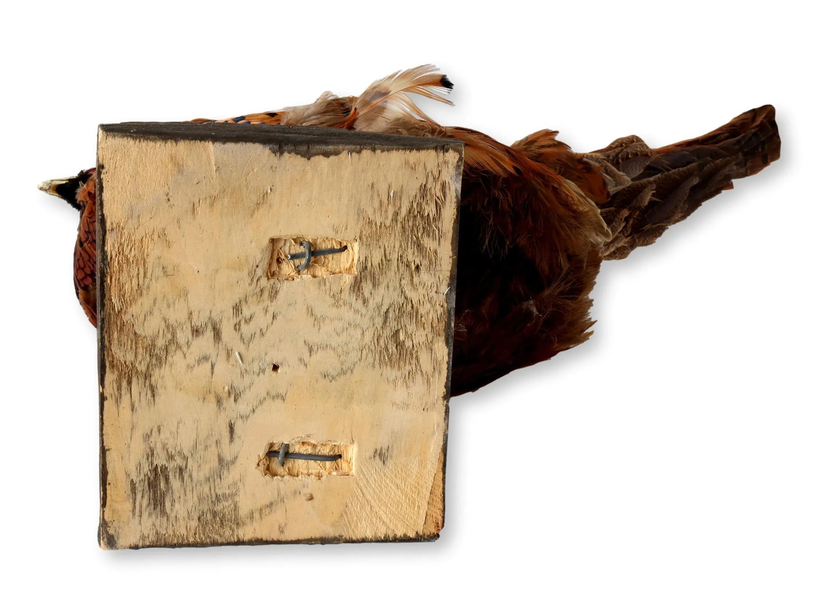Mid 20th Century Taxidermy Ring-Neck Pheasant - 8
