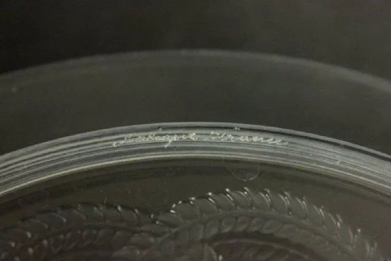 Mid 20th Century 12 Art Deco Lalique Cherub and Rope Motif Plates - 3