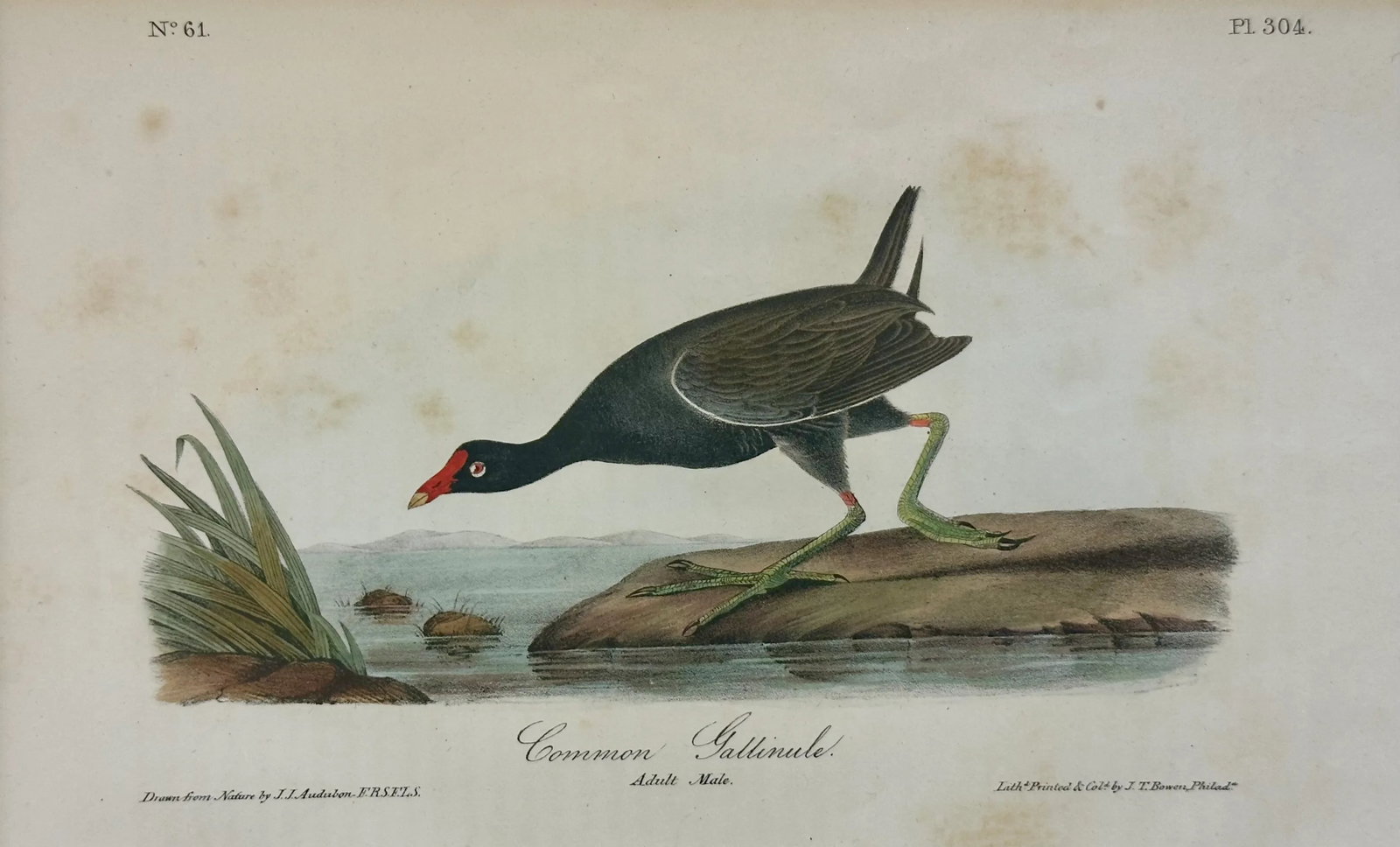 1840 Colored Lithograph of the Common Gallinule by John James Audubon: 1840 colored lithograph of the Common Gallinule by John James Audubon 1st edition octavo from Birds of America, published in New York, 1842. . Dimensions: 12" x 16" Condition: Alterations: Original
