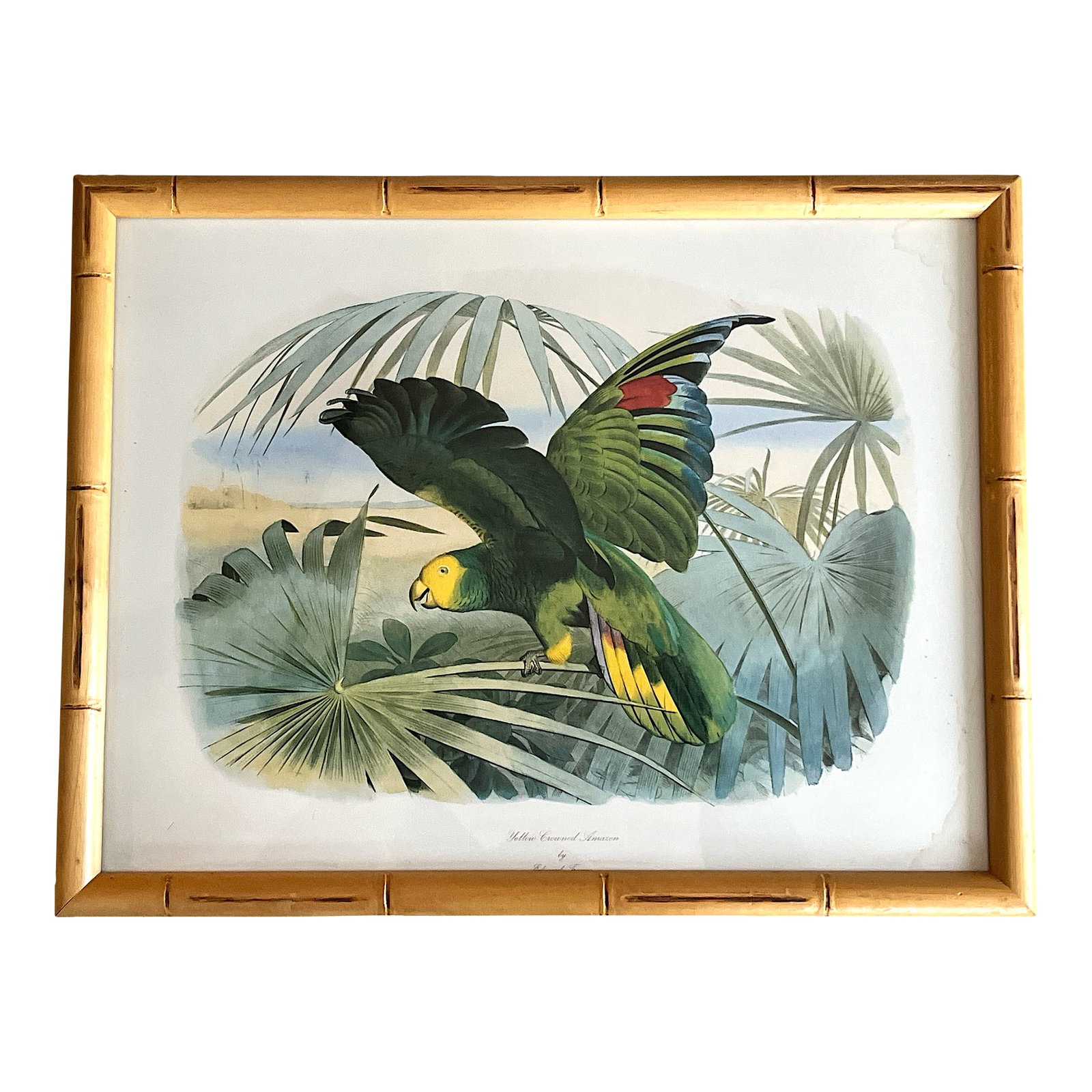 Audubon Style Yellow-Crowned Amazon Parrot Modern Print of 1857 Color Engraving, Faux Bamboo Frame: This is a beautifully framed vintage print of a Yellow-Crowned Amazonian Parrot, likely based on a mid-19th century ornithological illustration, circa 1857. The parrot is vibrantly depicted with rich 