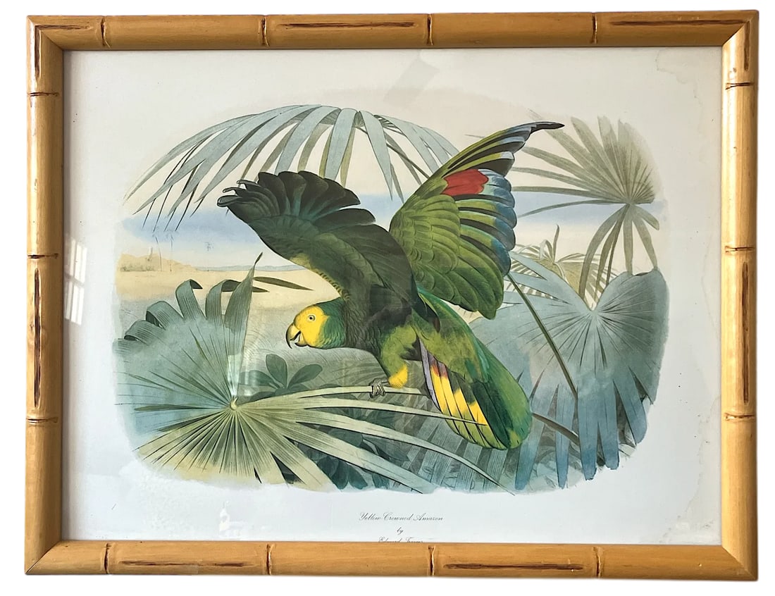 Audubon Style Yellow-Crowned Amazon Parrot Modern Print of 1857 Color Engraving, Faux Bamboo Frame - 2