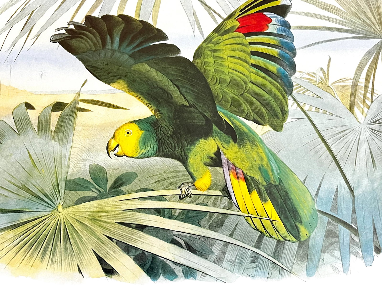 Audubon Style Yellow-Crowned Amazon Parrot Modern Print of 1857 Color Engraving, Faux Bamboo Frame - 3