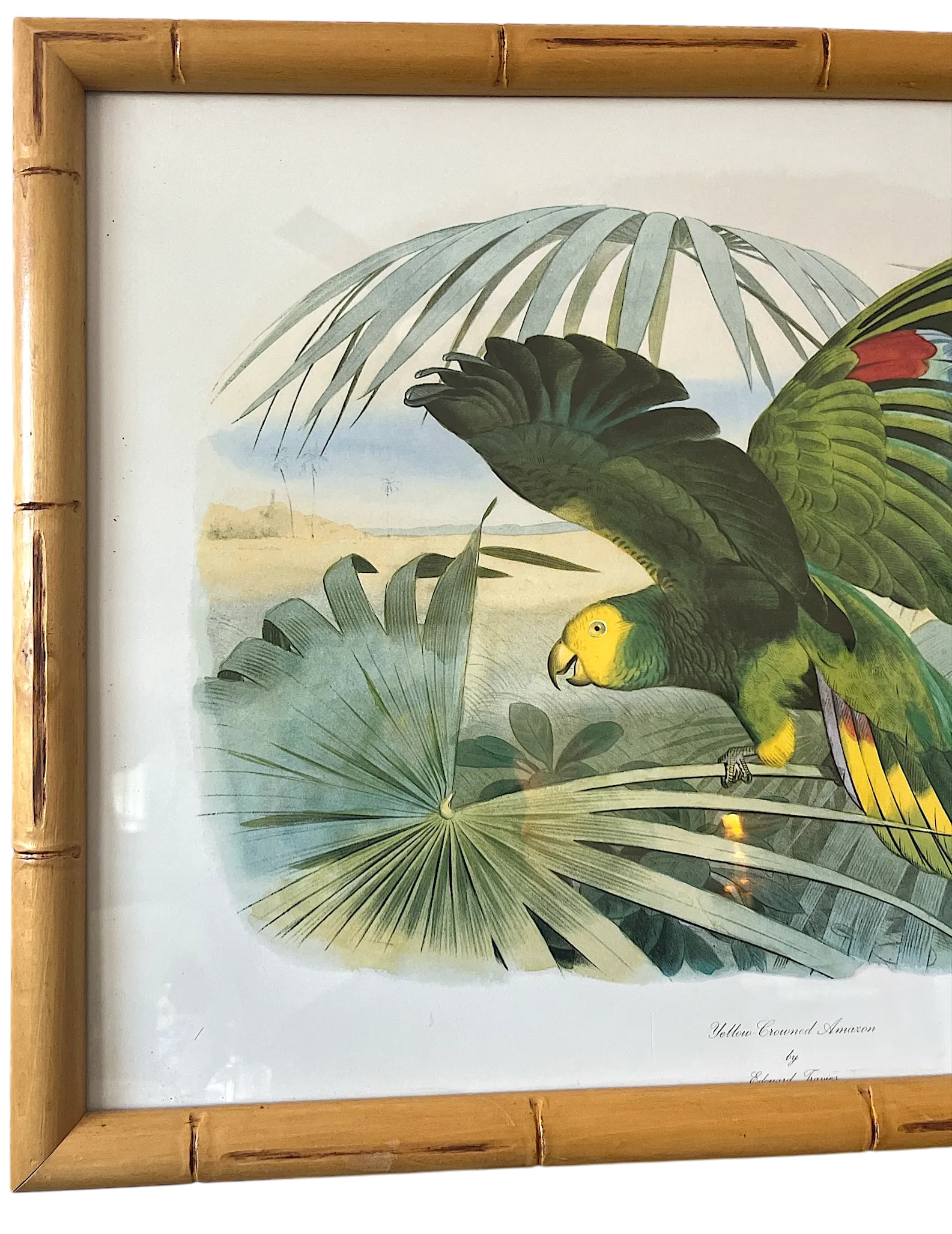 Audubon Style Yellow-Crowned Amazon Parrot Modern Print of 1857 Color Engraving, Faux Bamboo Frame - 4