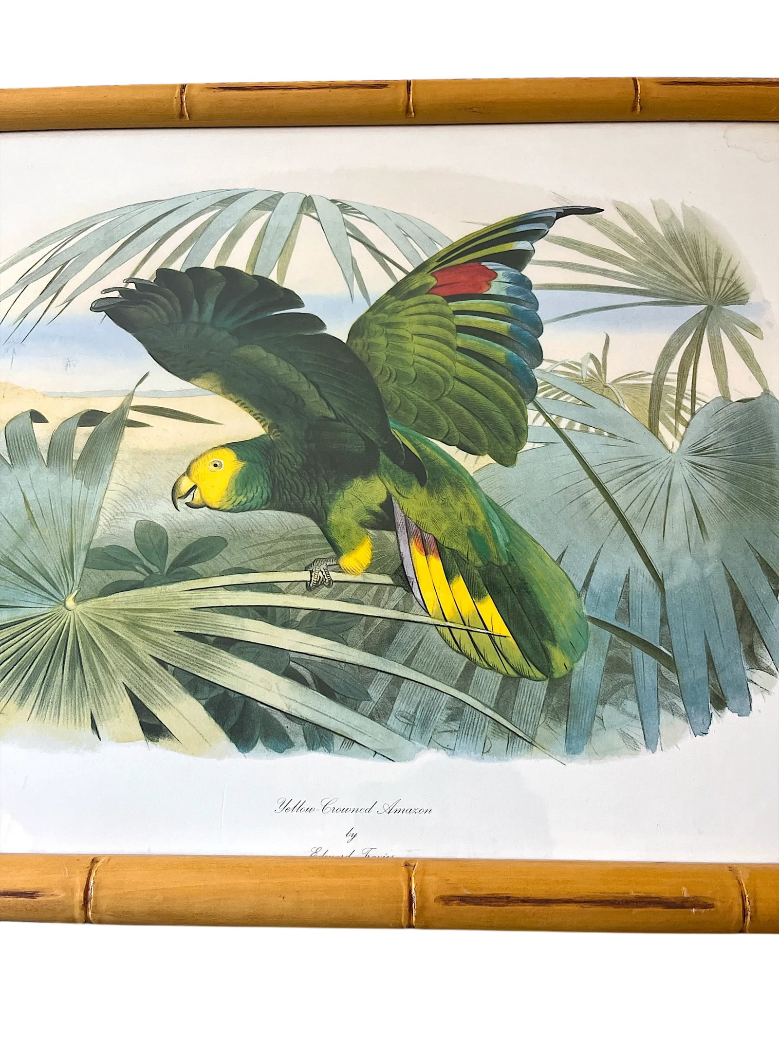 Audubon Style Yellow-Crowned Amazon Parrot Modern Print of 1857 Color Engraving, Faux Bamboo Frame - 5