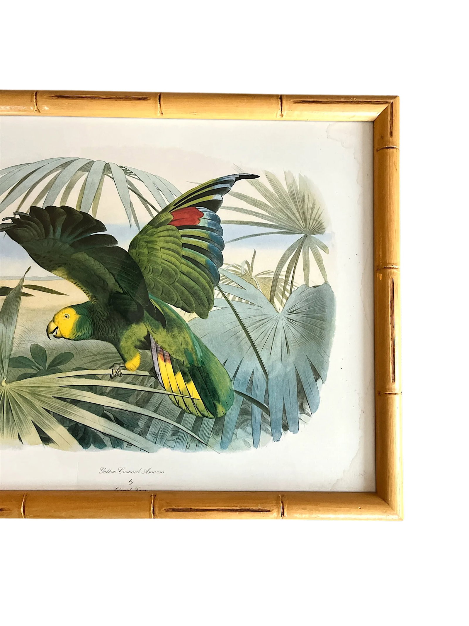 Audubon Style Yellow-Crowned Amazon Parrot Modern Print of 1857 Color Engraving, Faux Bamboo Frame - 6