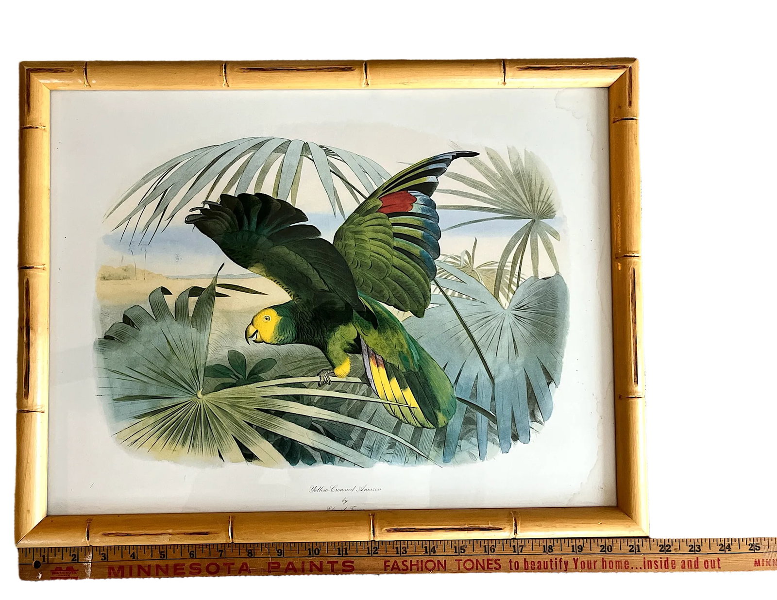 Audubon Style Yellow-Crowned Amazon Parrot Modern Print of 1857 Color Engraving, Faux Bamboo Frame - 7