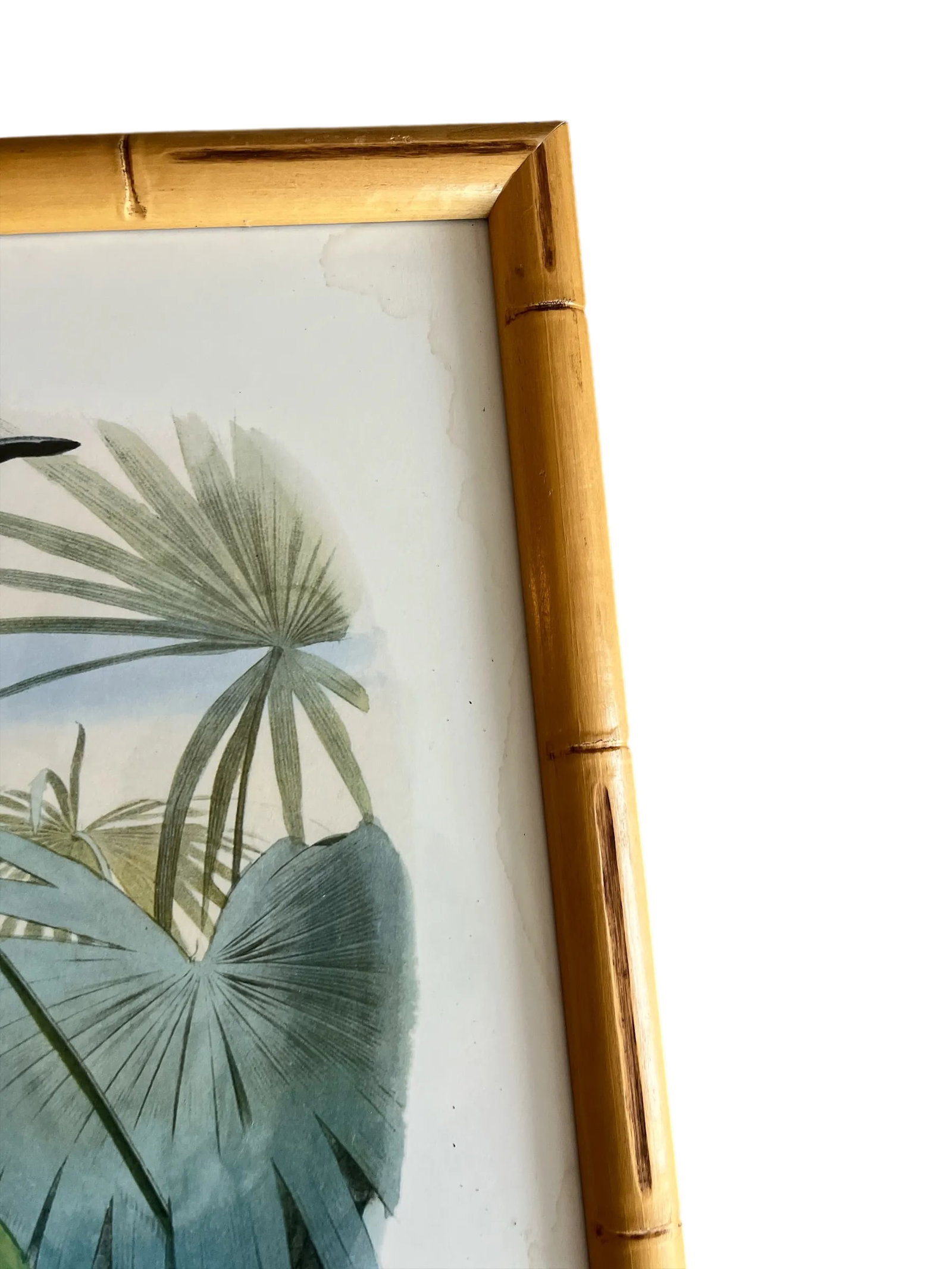 Audubon Style Yellow-Crowned Amazon Parrot Modern Print of 1857 Color Engraving, Faux Bamboo Frame - 9