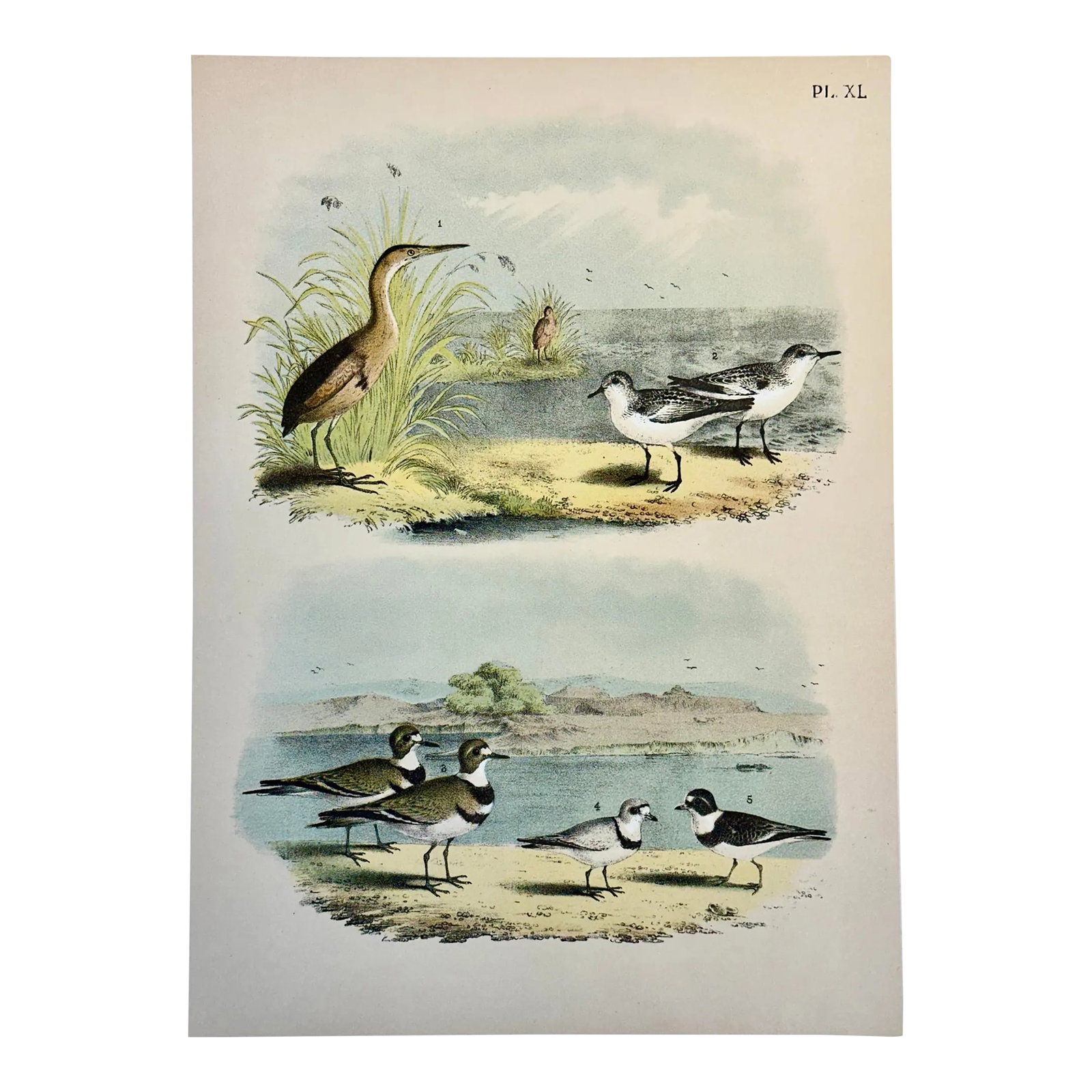 Bittern & Plover by Studer, 1878 (Unframed), Original Chromolithograph (1 of 4)