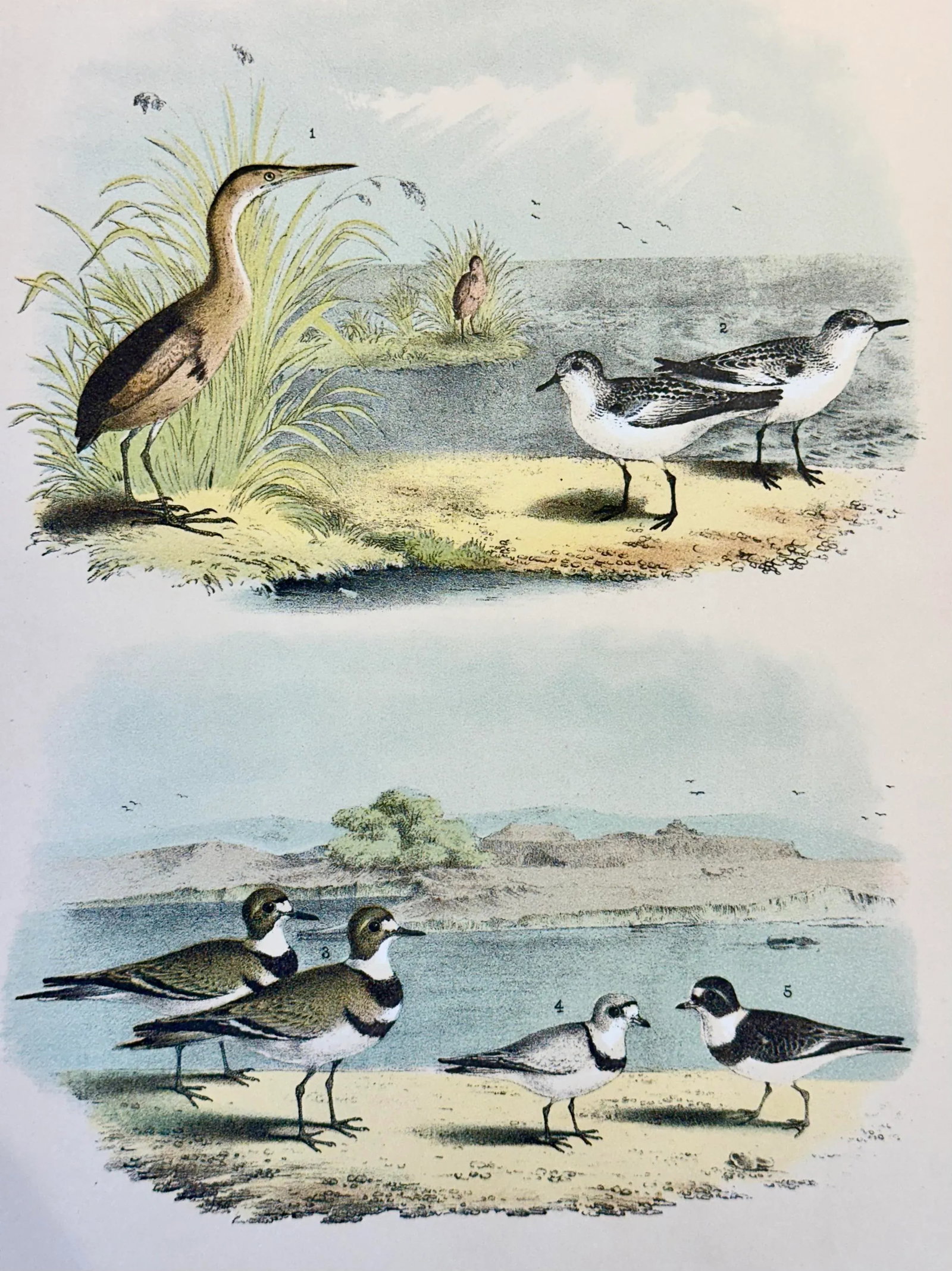 Bittern & Plover by Studer, 1878 (Unframed), Original Chromolithograph - 2