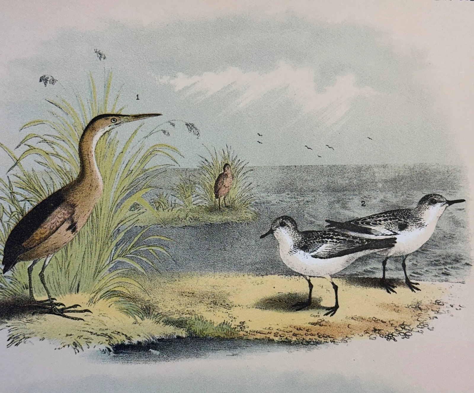 Bittern & Plover by Studer, 1878 (Unframed), Original Chromolithograph - 4