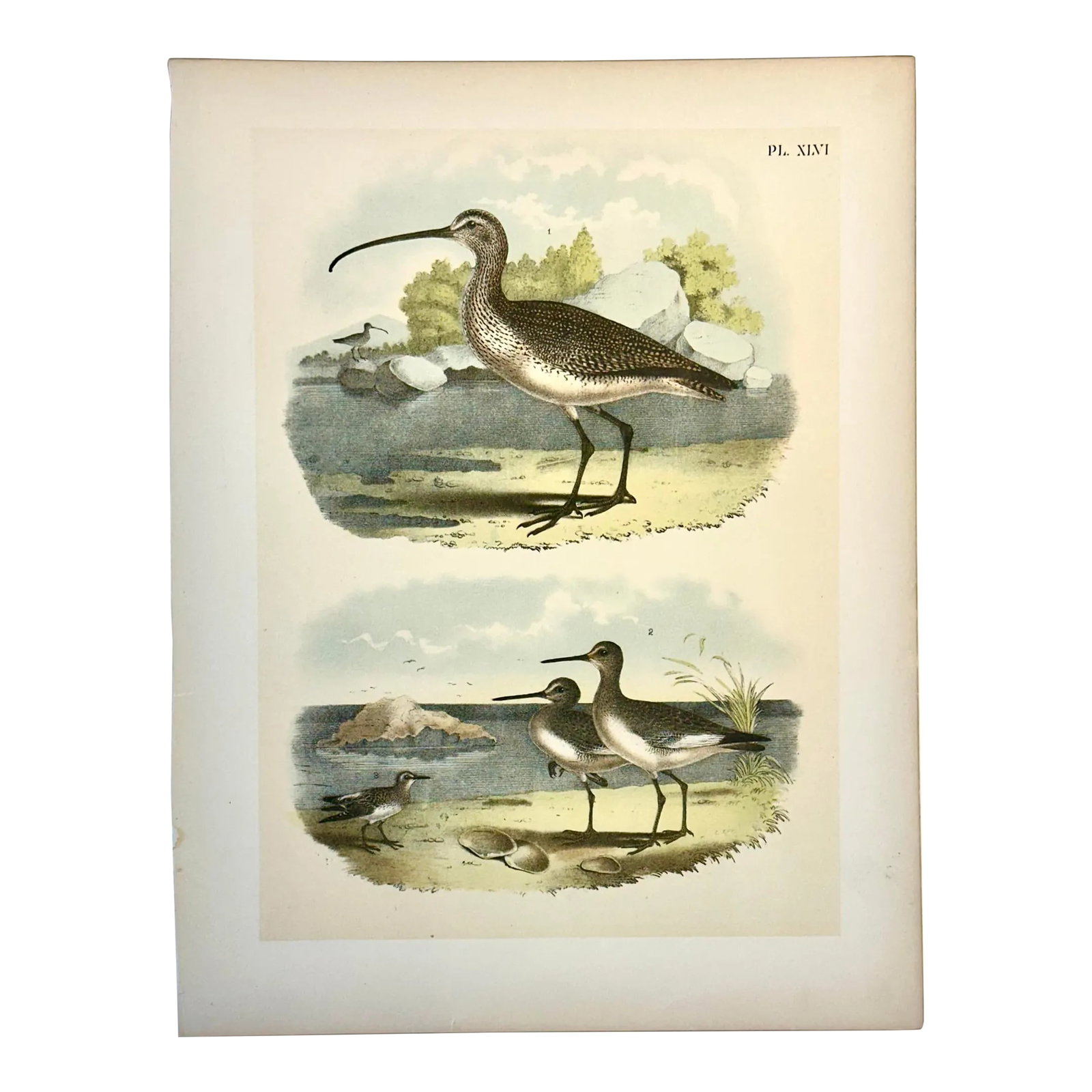 Sandpipers & Curlew by Studer, 1878 (Unframed) (1 of 4)