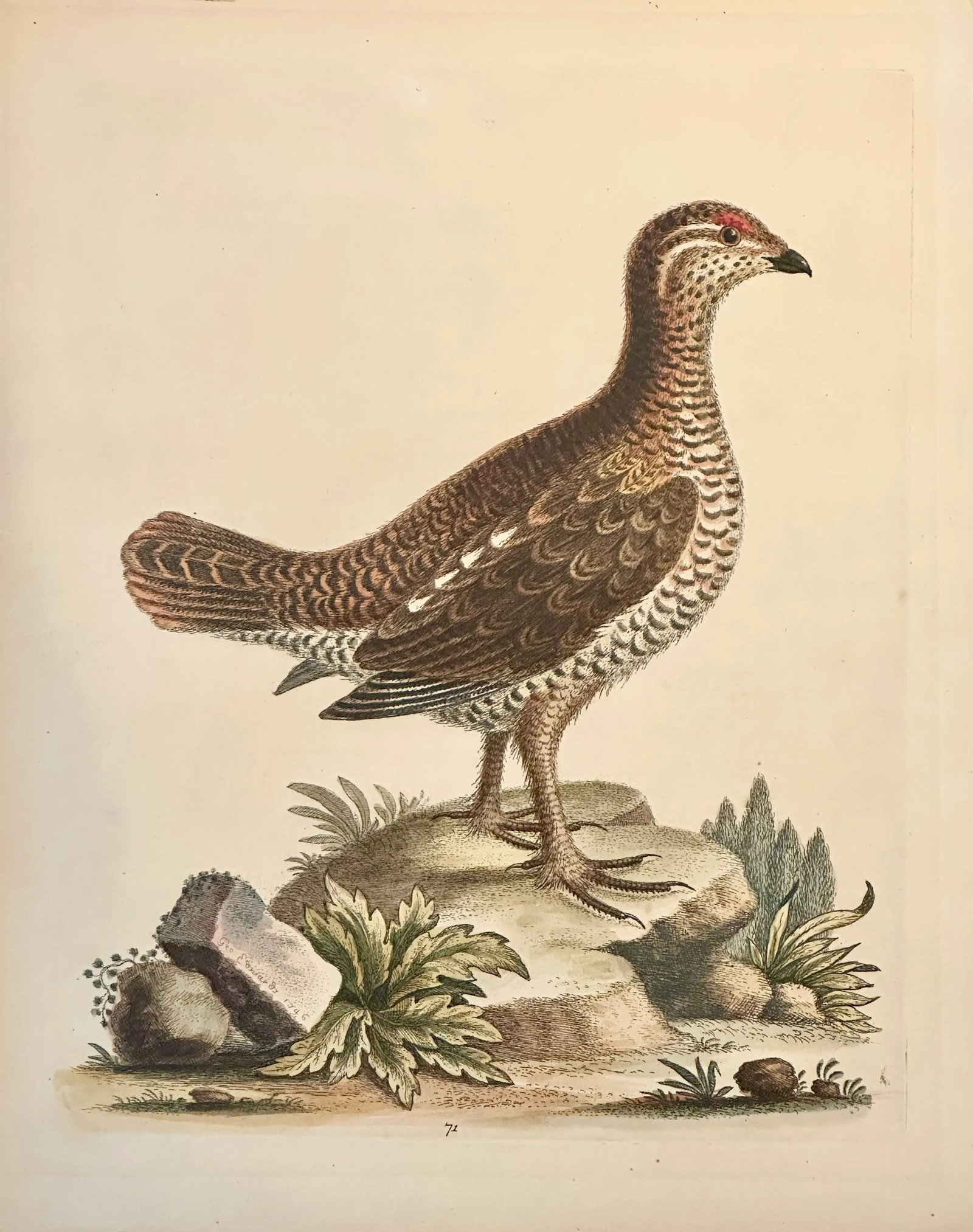 Brown Spotted Heathcock by George Edwards, 1740: Original Copper Plate Engraving from A Natural History of Uncommon Birds by George Edwards, 1740. Edwards etched his plates and the result is a work of superb skill and breathtaking color that