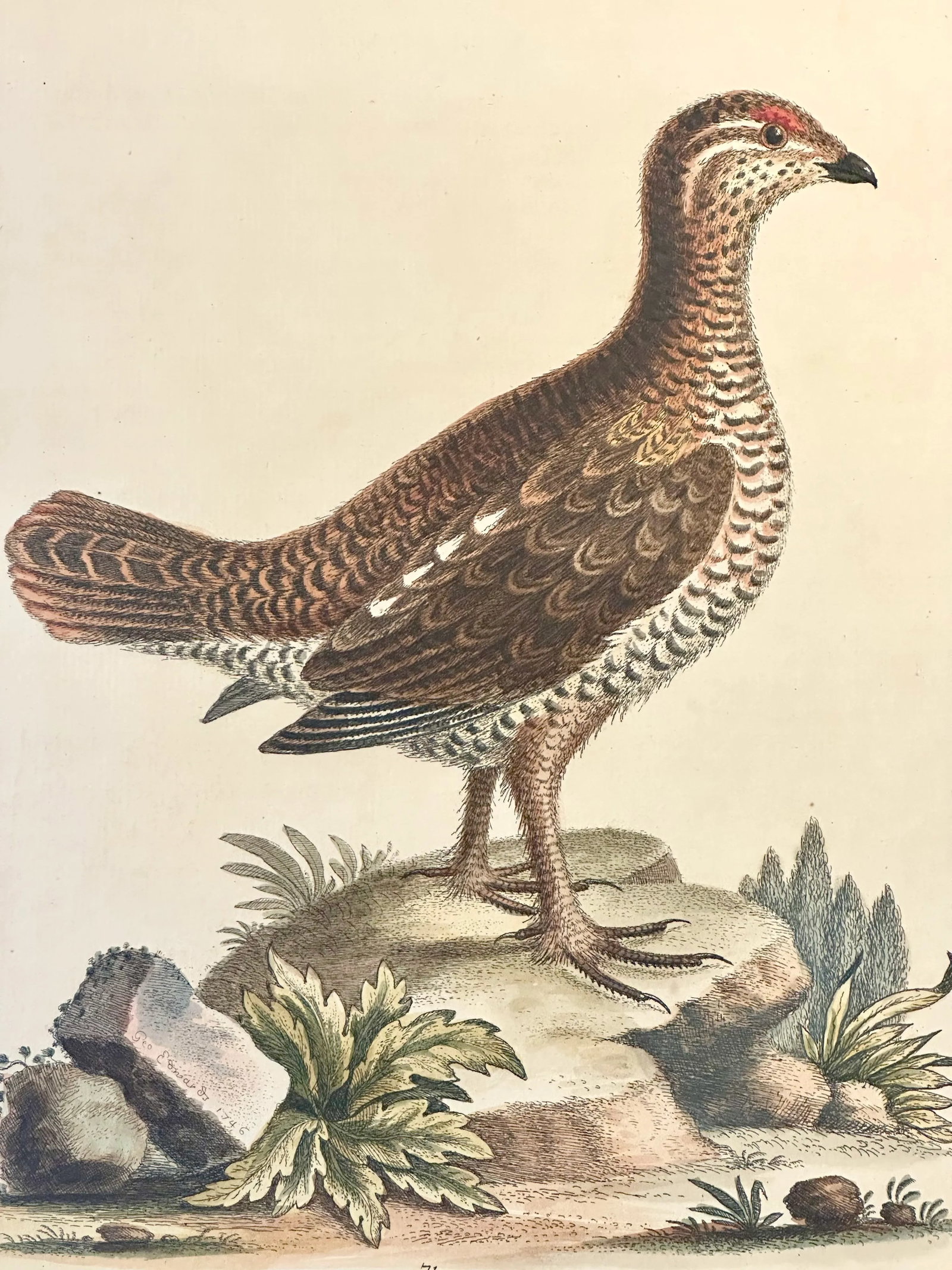 Brown Spotted Heathcock by George Edwards, 1740 - 2