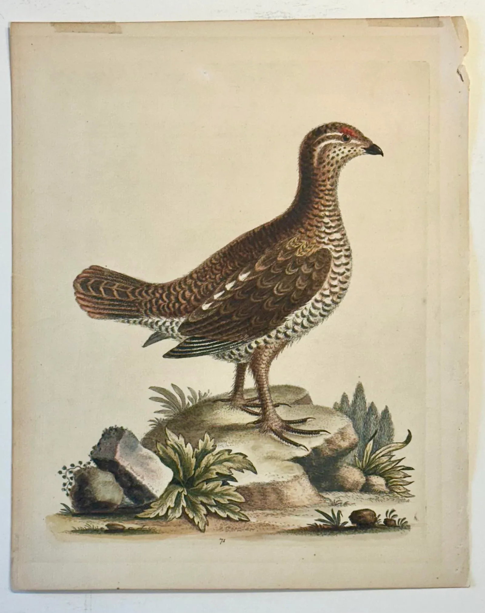 Brown Spotted Heathcock by George Edwards, 1740 - 3