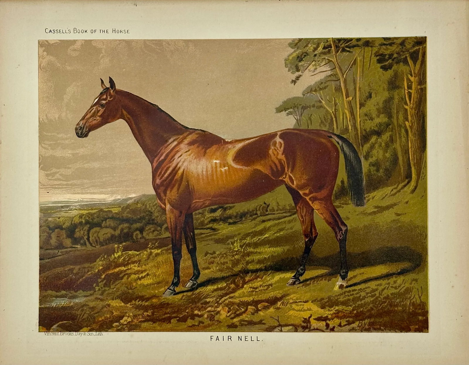 Fair Nell Horse Landscape Print by Cassell, 1885 - 2