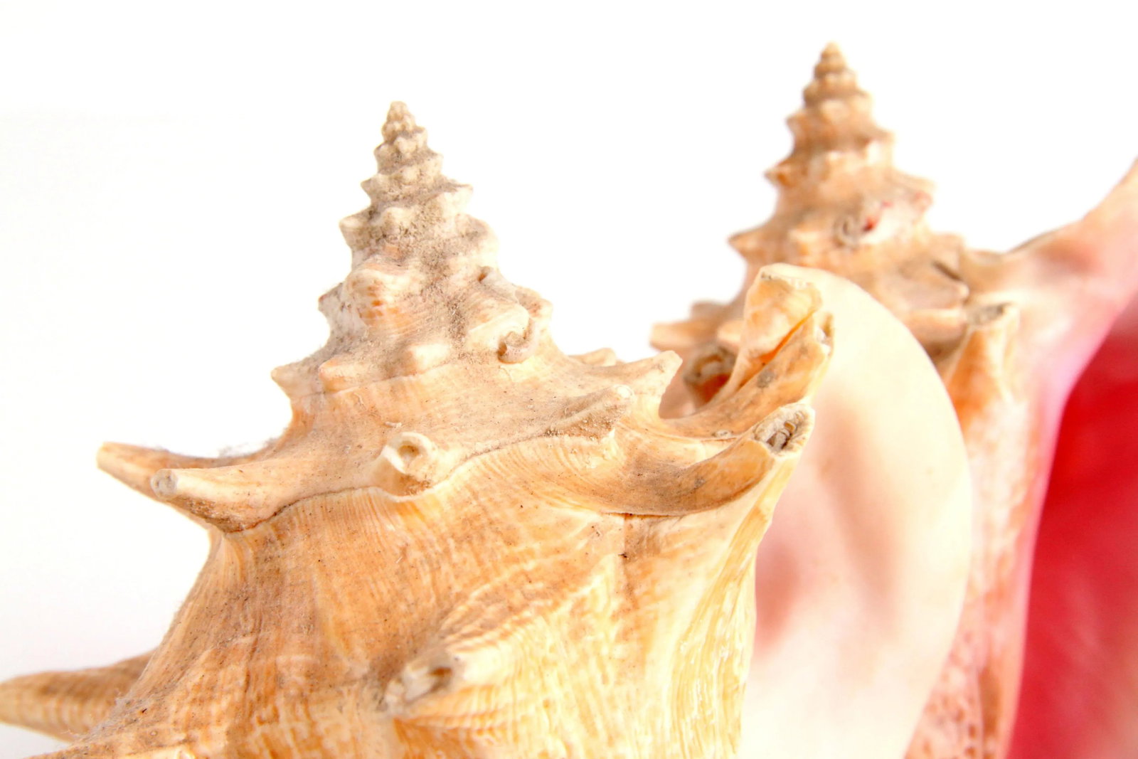 Vintage 1970's Nautical Double Conch Shell Lamp - 7