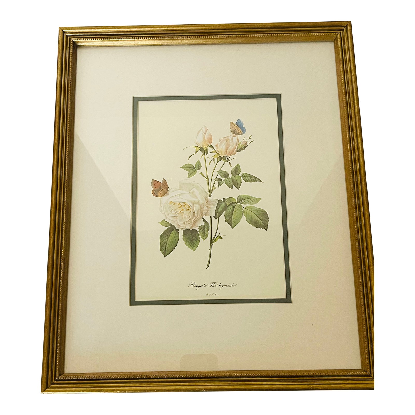 1960s P.F.Redoute Vintage Chromolithograph of Roses in Gold Frame: Vintage P.J.Tedoute chromolithograph of white roses in gold frames. Condition: Alterations: Original Condition Unaltered Imperfections: Some Imperfections Condition Notes: Good Origin: United States