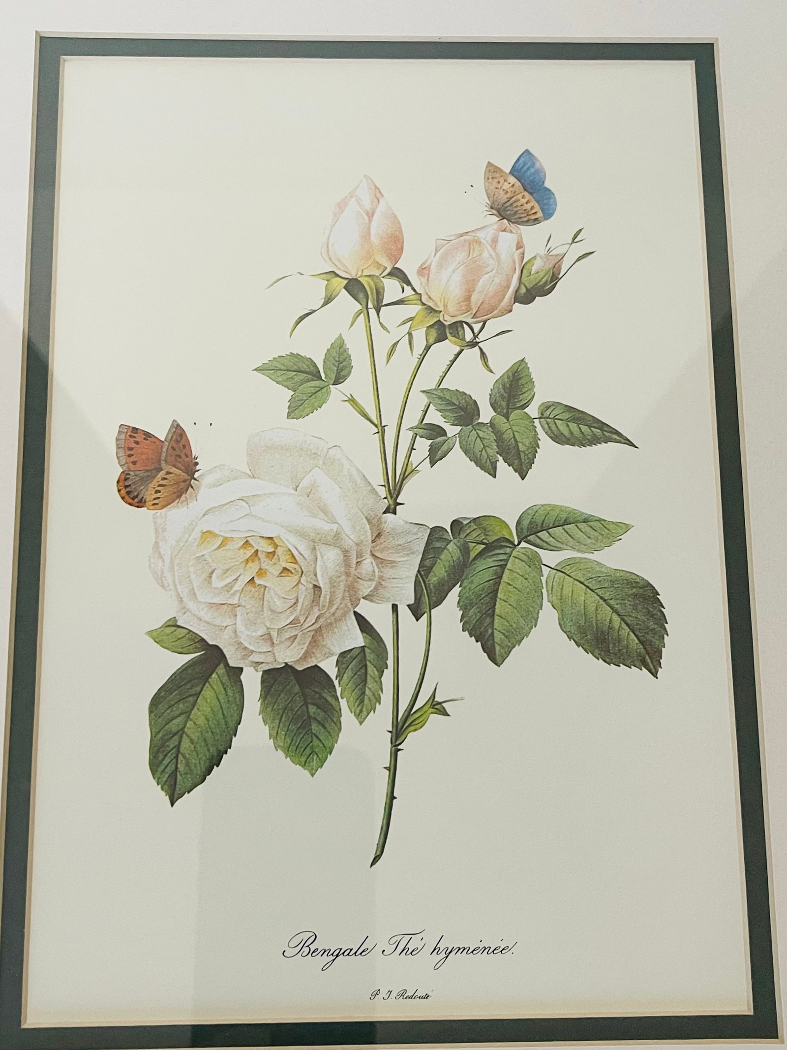 1960s P.F.Redoute Vintage Chromolithograph of Roses in Gold Frame - 2
