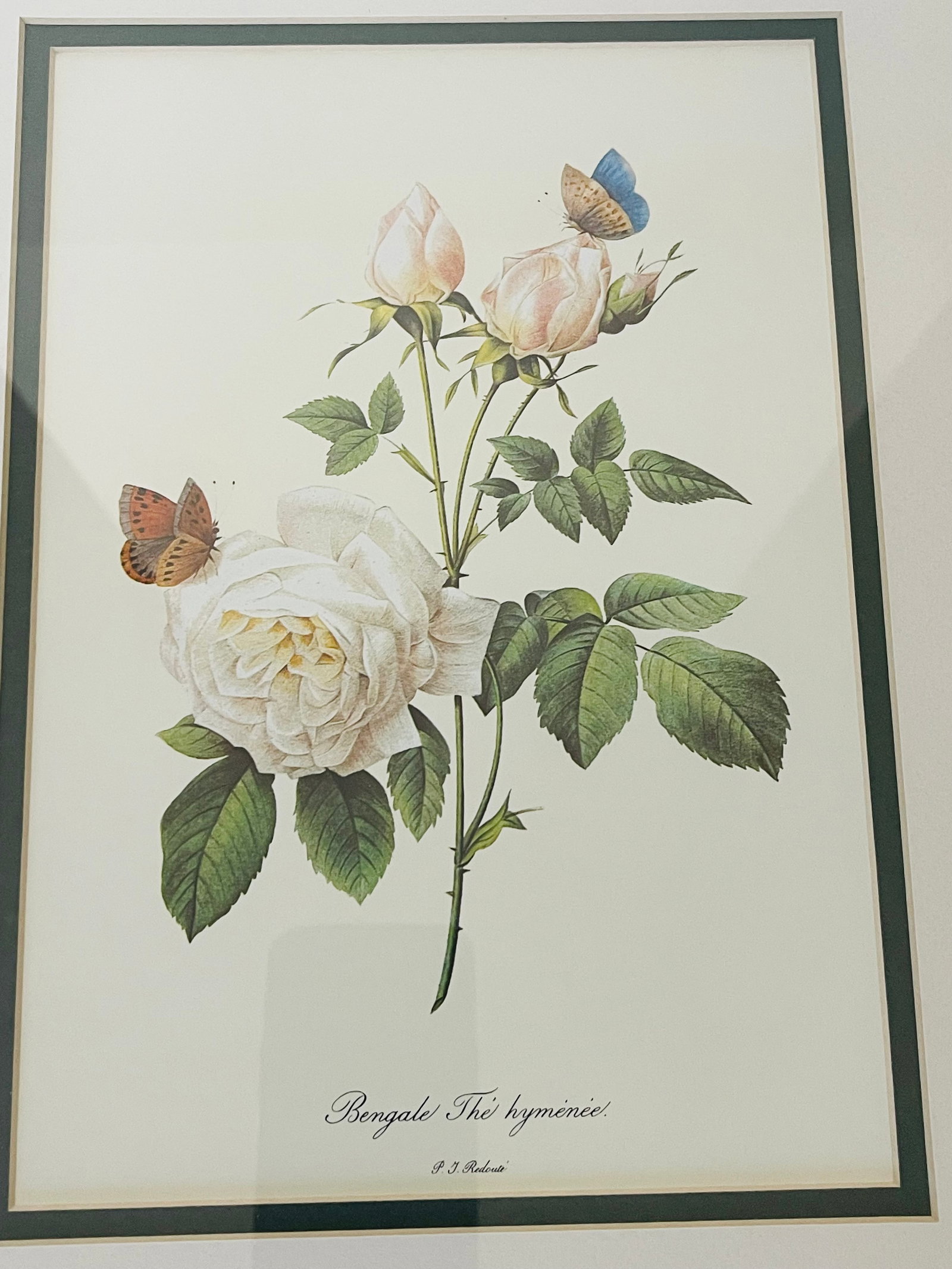 1960s P.F.Redoute Vintage Chromolithograph of Roses in Gold Frame - 3
