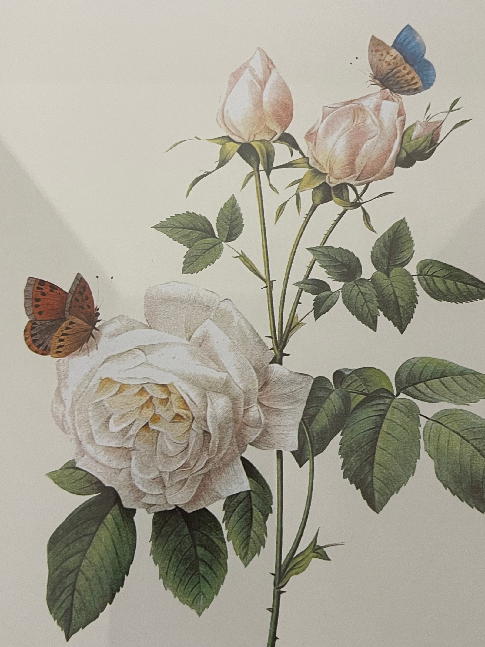 1960s P.F.Redoute Vintage Chromolithograph of Roses in Gold Frame - 4
