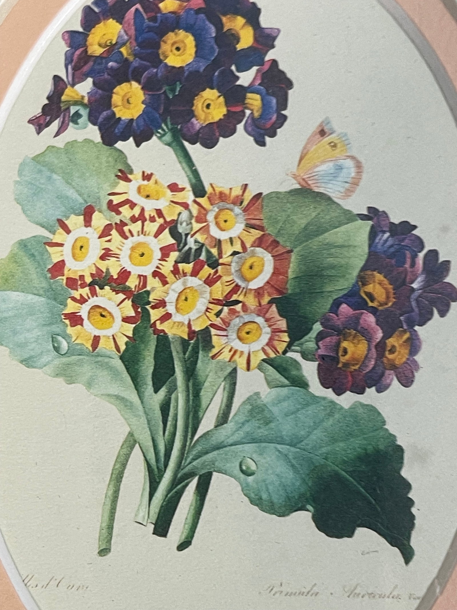 1970s Small Vintage Botanical Primula Chromolithograph in Handpainted Frame - 3