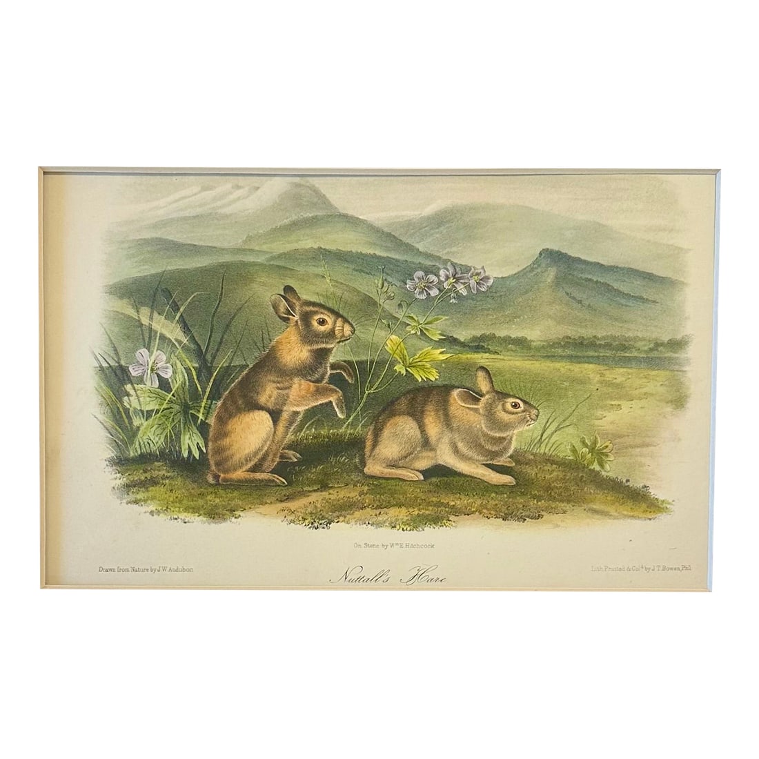 Nuttall's Hare Mountain Cottontail by John James Audubon, Original 1st Edition Octavo, 1842: Original first edition octavo lithograph from John James Audubon's Quadrupeds of North America, published in 1842, New York. Beautiful Mountain Cottontail Hare in a naturalistic landscape setting with