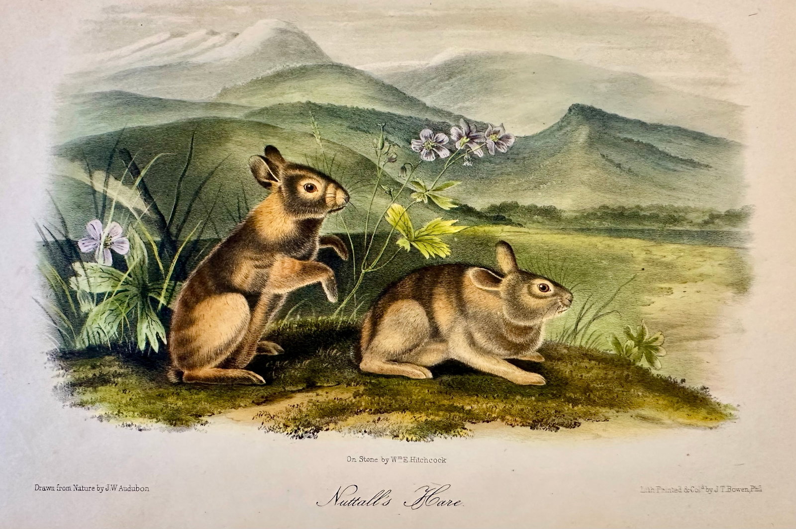 Nuttall's Hare Mountain Cottontail by John James Audubon, Original 1st Edition Octavo, 1842 - 2