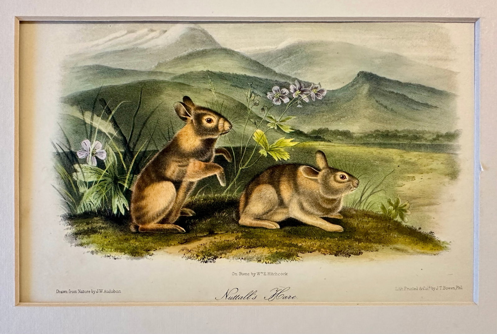 Nuttall's Hare Mountain Cottontail by John James Audubon, Original 1st Edition Octavo, 1842 - 3