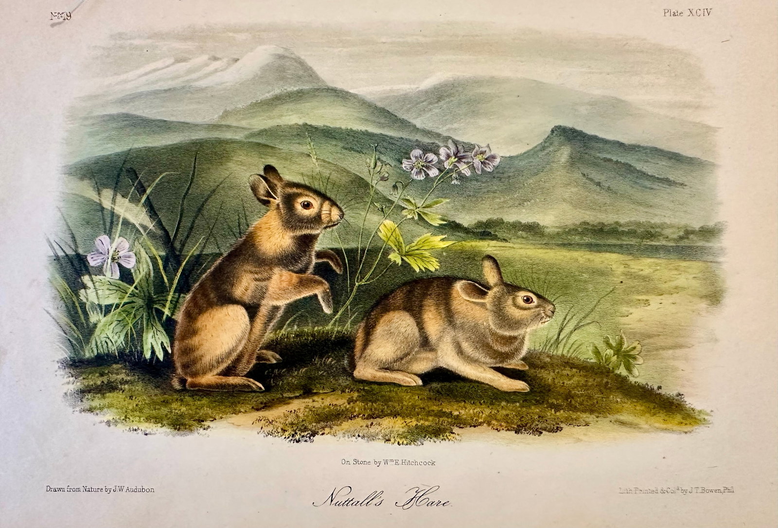 Nuttall's Hare Mountain Cottontail by John James Audubon, Original 1st Edition Octavo, 1842 - 4