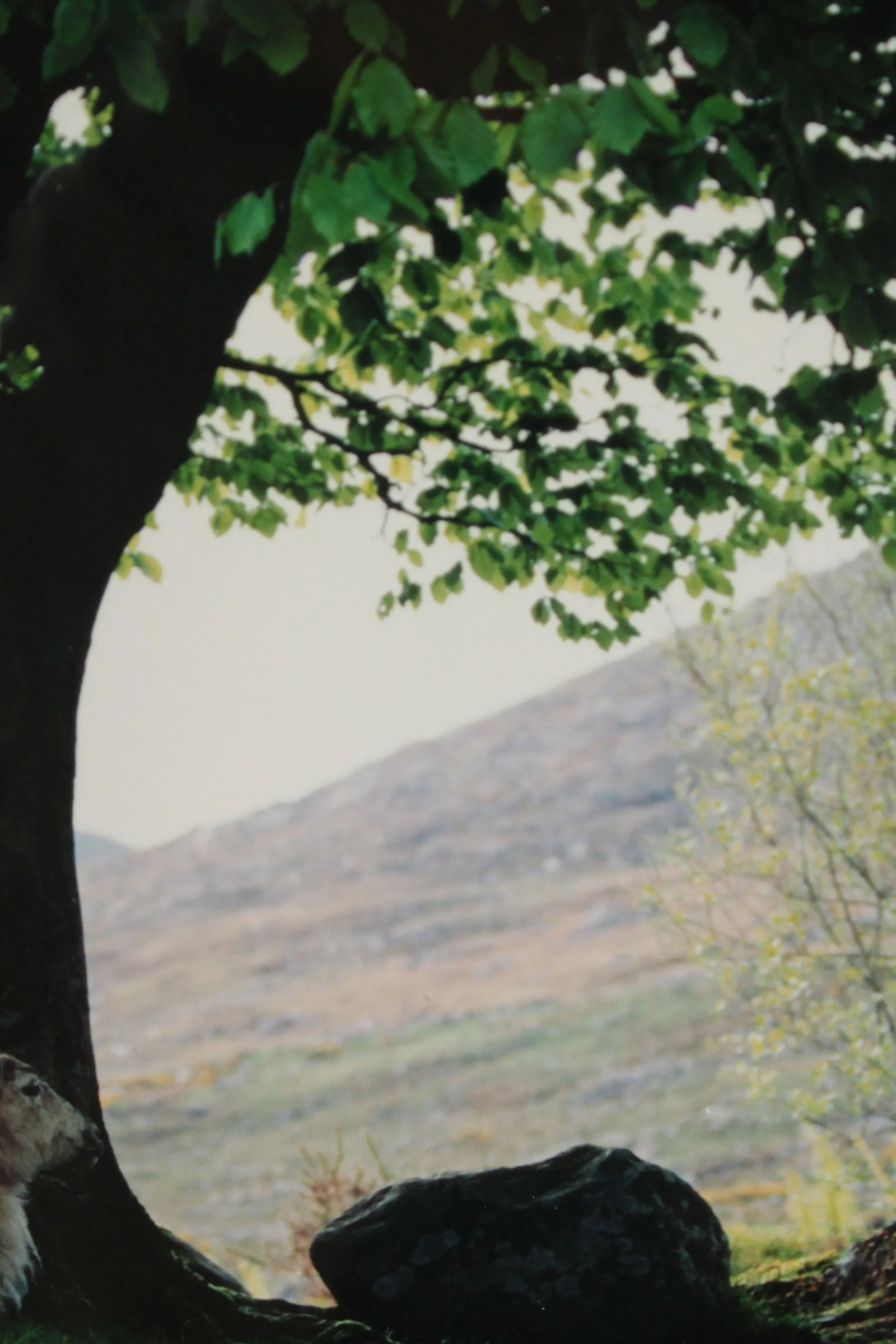 1990s "Sheepscape" Ireland Landscape Photography Print by John & Debra Scanlan - 10