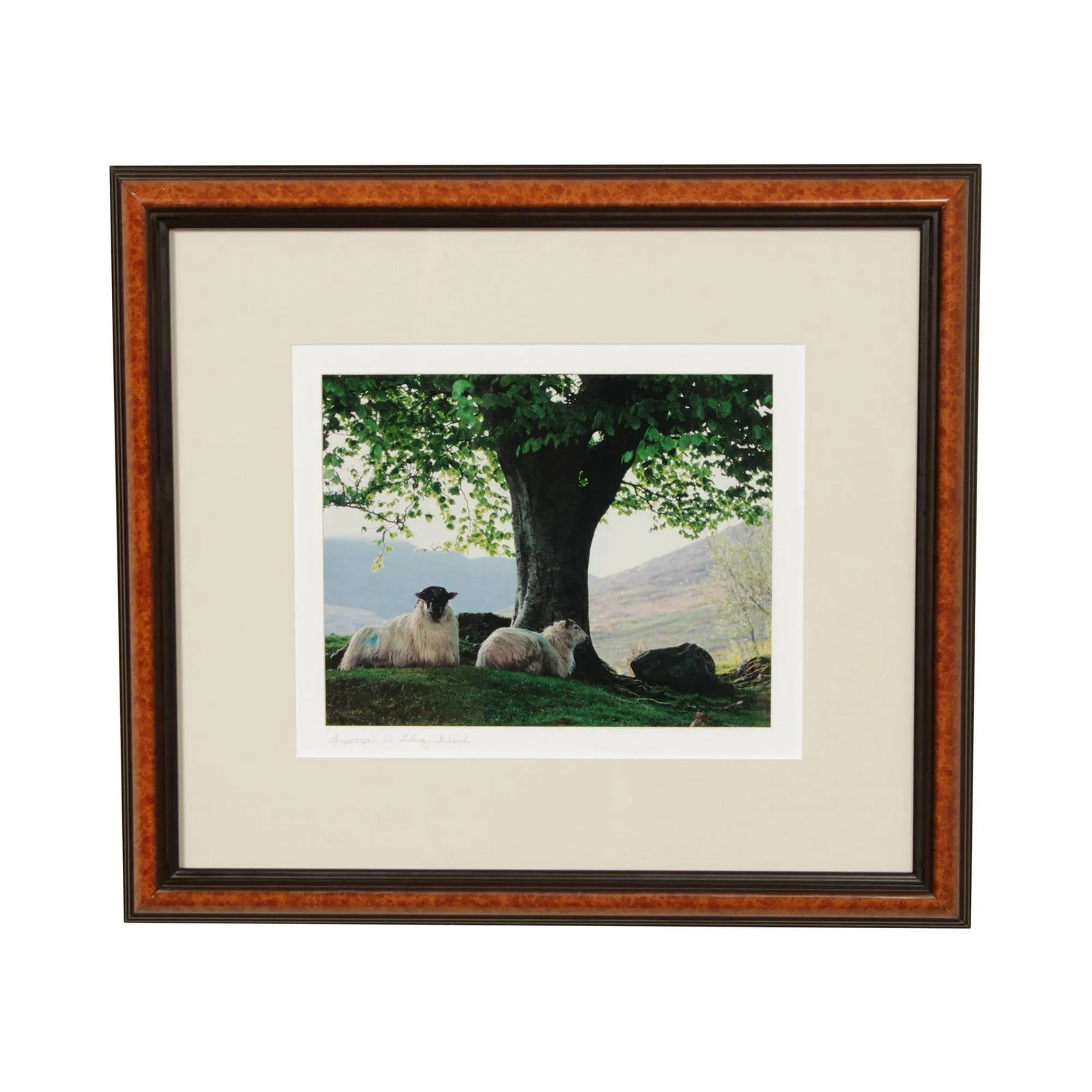 1990s "Sheepscape" Ireland Landscape Photography Print by John & Debra Scanlan - 13