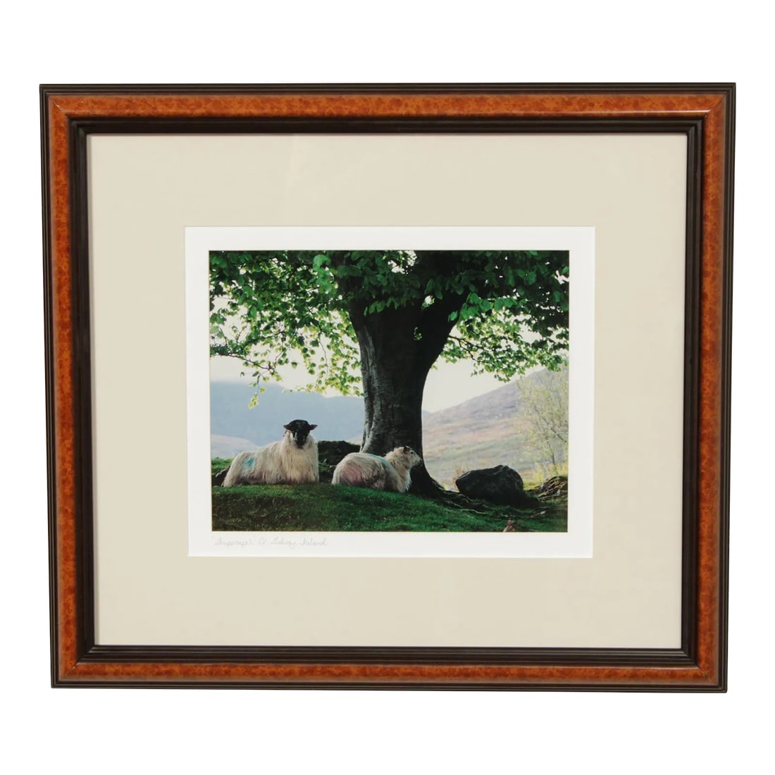 1990s "Sheepscape" Ireland Landscape Photography Print by John & Debra Scanlan (1 of 13)