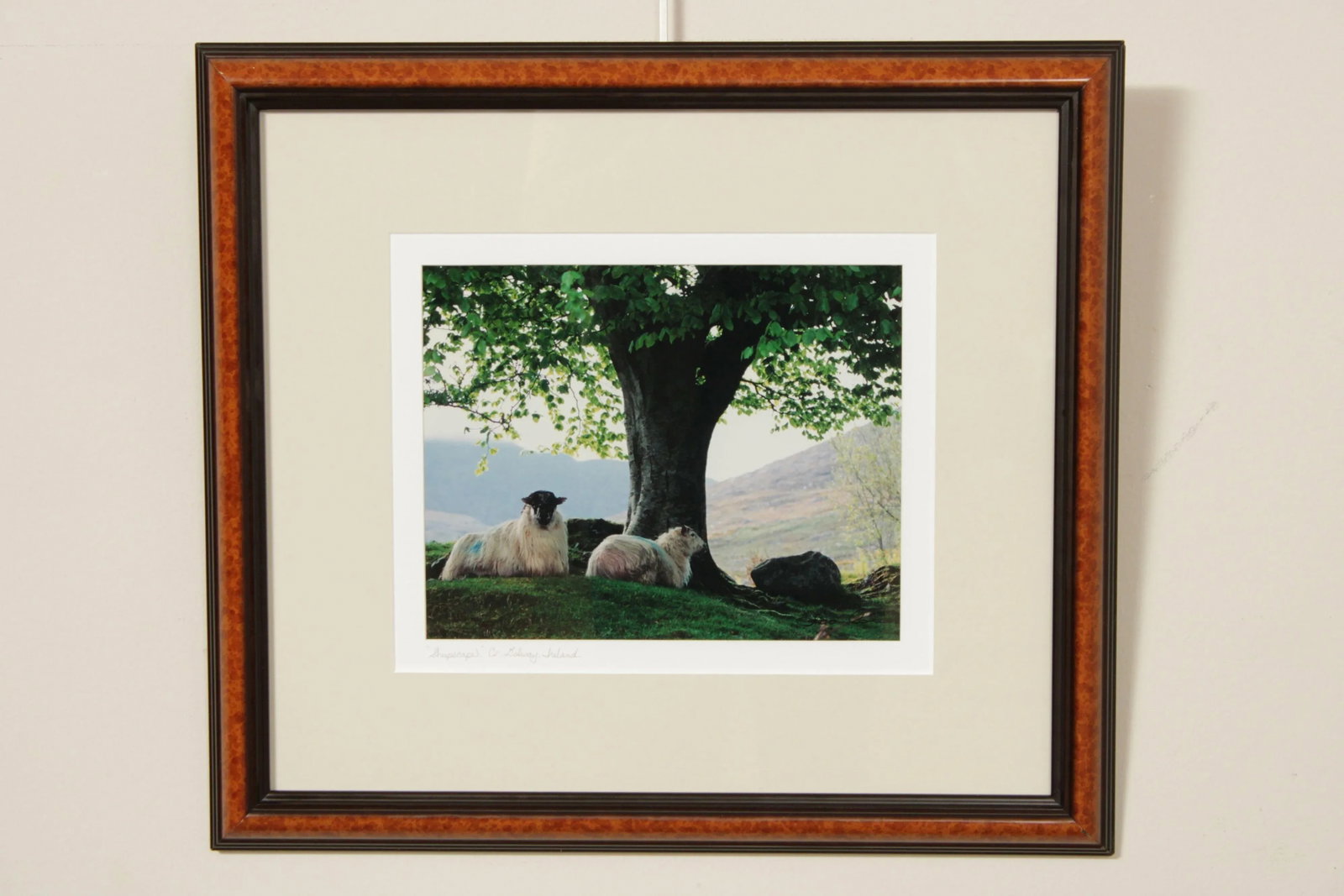 1990s "Sheepscape" Ireland Landscape Photography Print by John & Debra Scanlan - 2