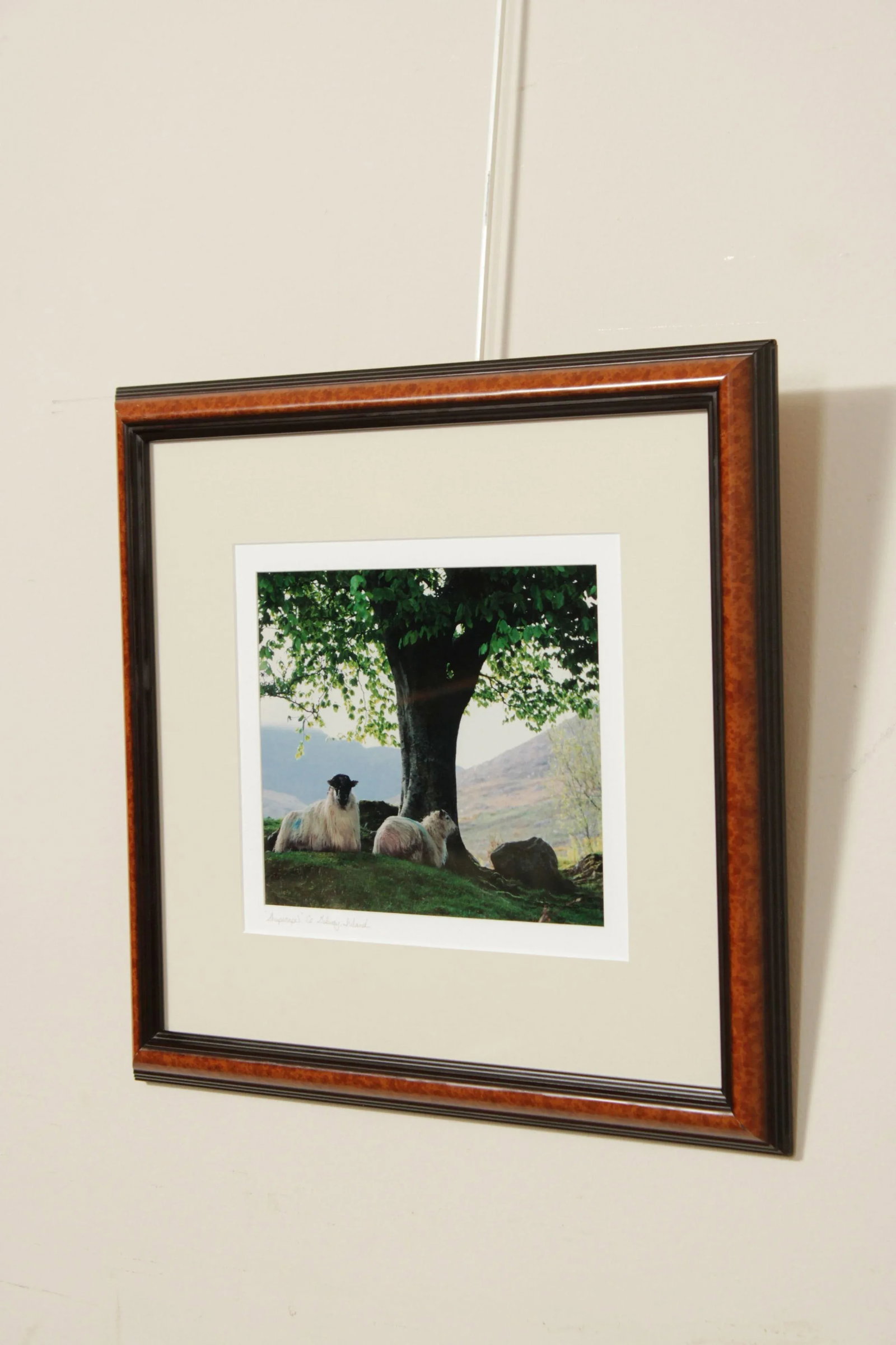 1990s "Sheepscape" Ireland Landscape Photography Print by John & Debra Scanlan - 3