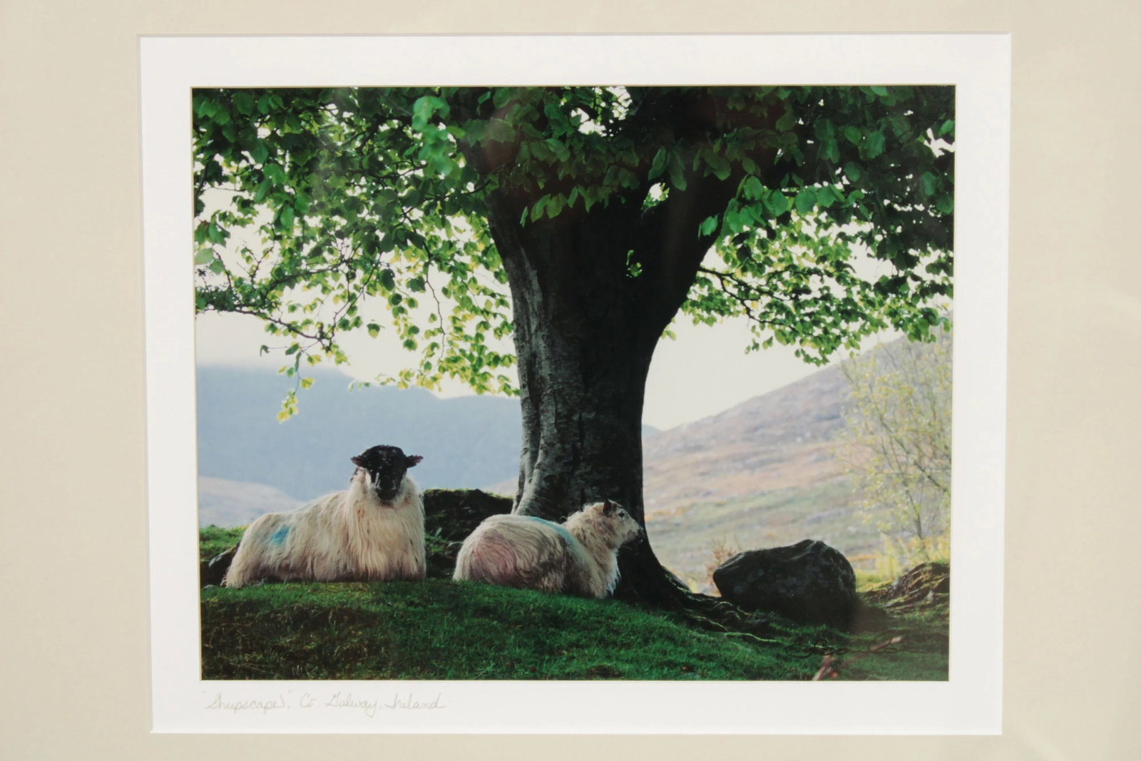 1990s "Sheepscape" Ireland Landscape Photography Print by John & Debra Scanlan - 7