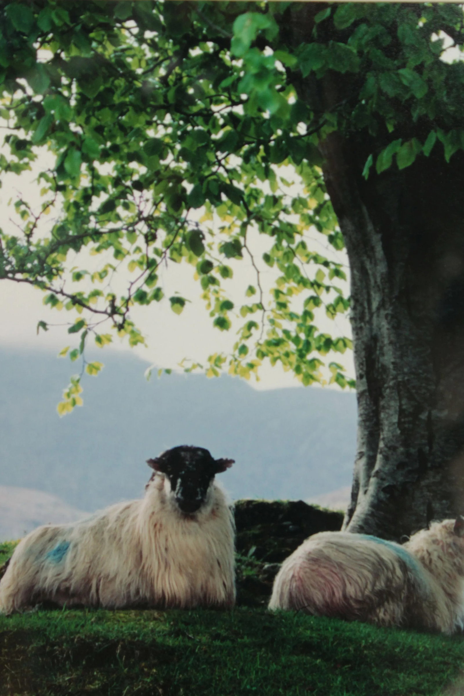 1990s "Sheepscape" Ireland Landscape Photography Print by John & Debra Scanlan - 8