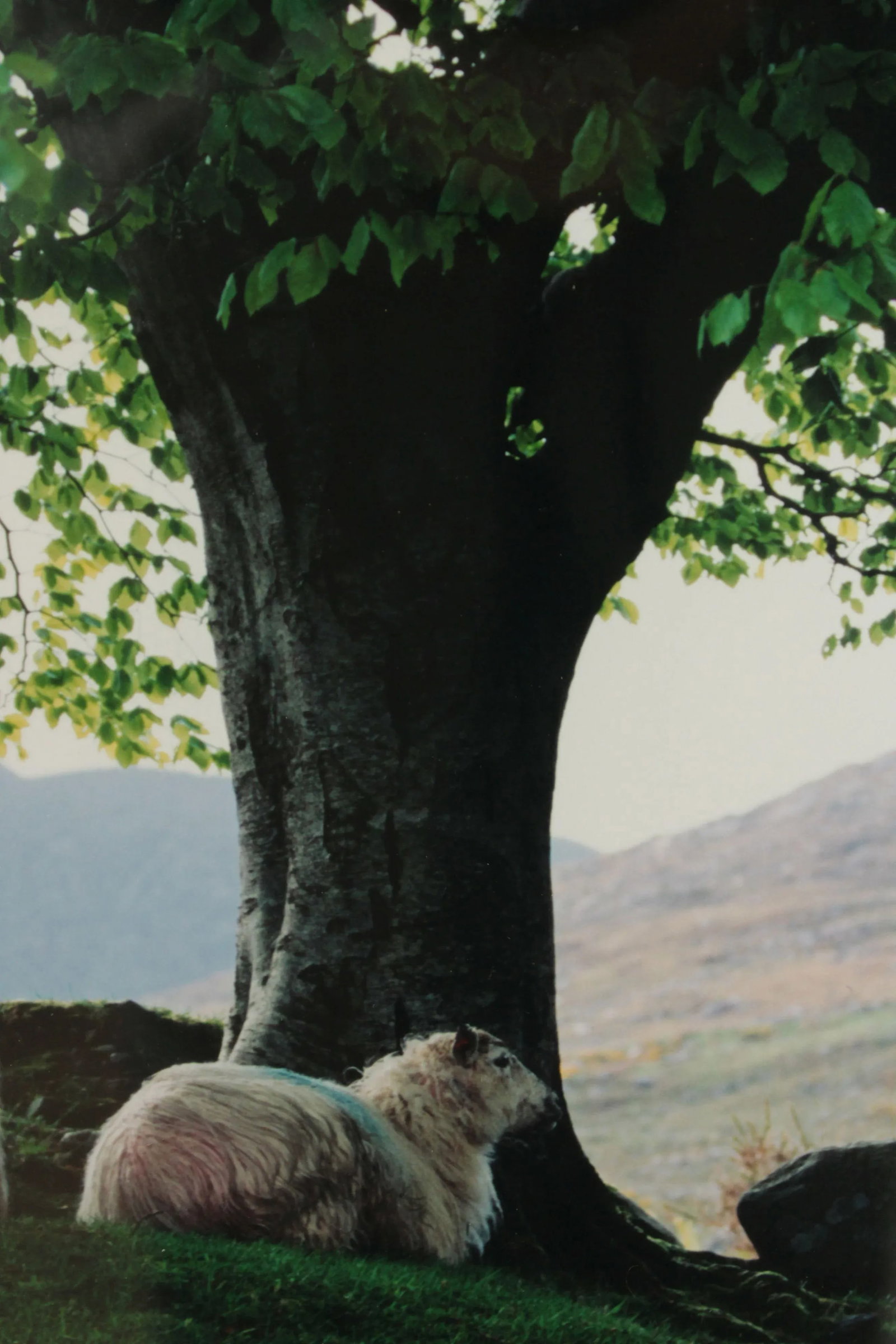 1990s "Sheepscape" Ireland Landscape Photography Print by John & Debra Scanlan - 9